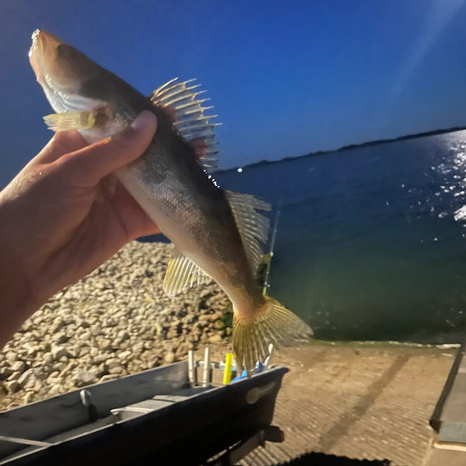 Walleye caught on Fishbrain