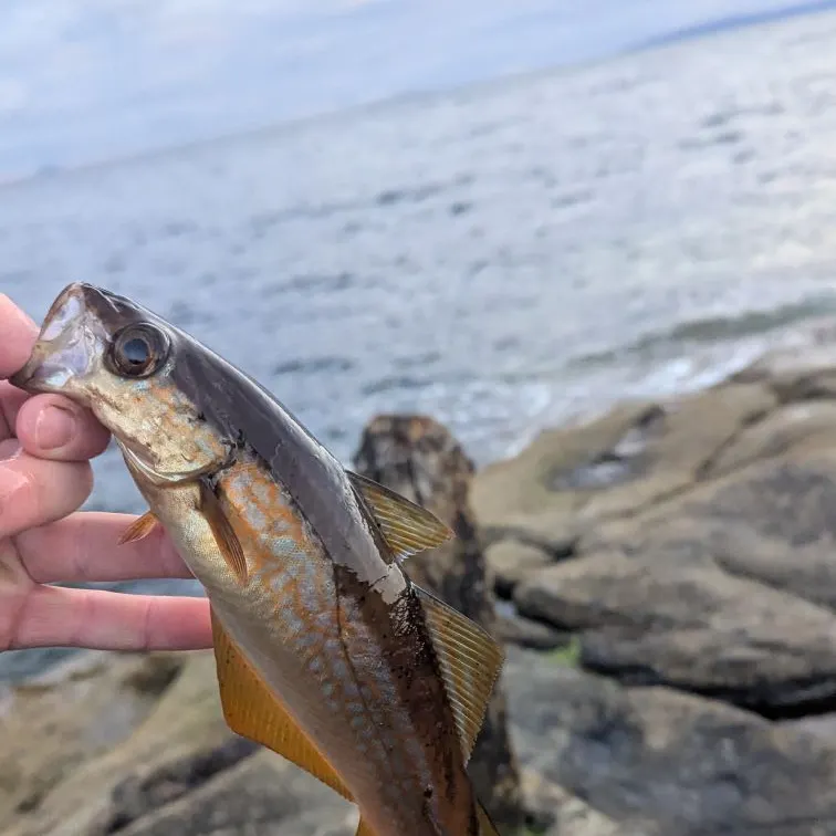 Pollack caught on Fishbrain