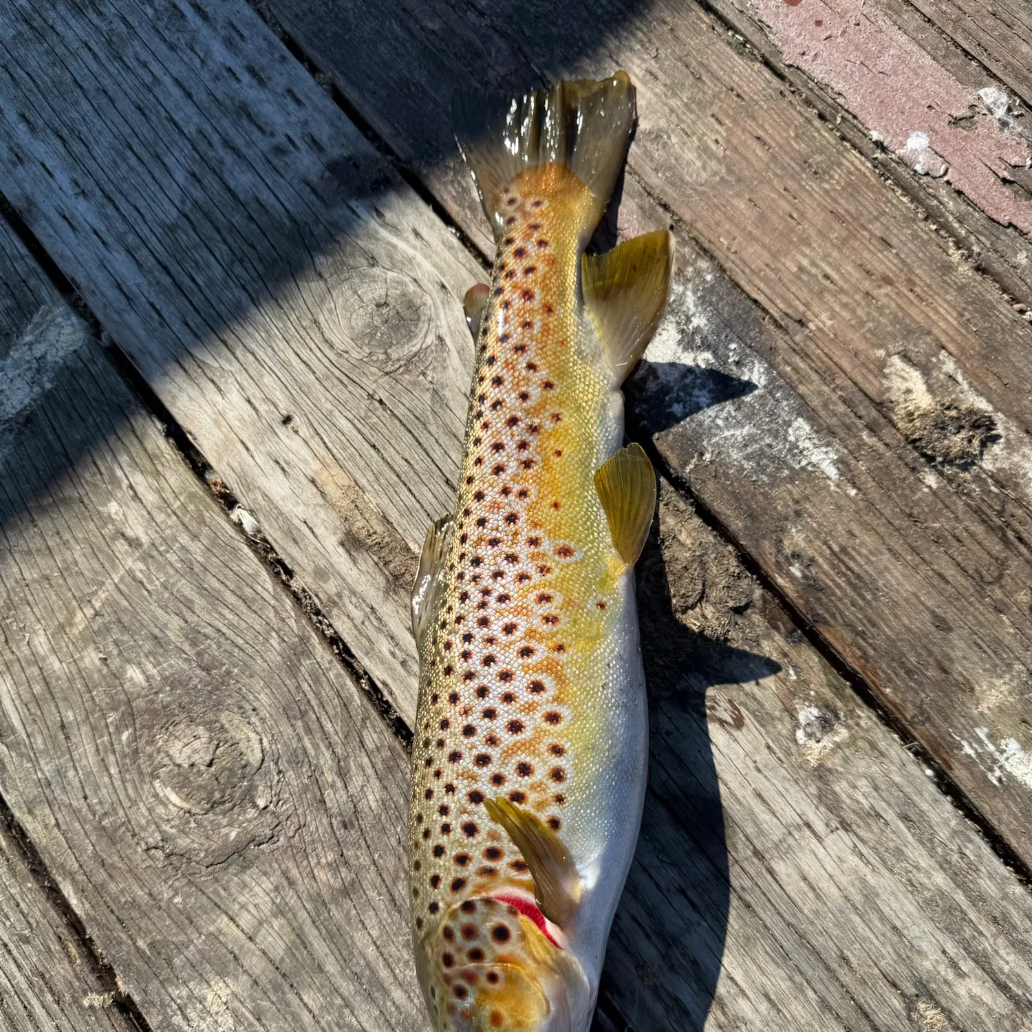 Brown trout caught on Fishbrain