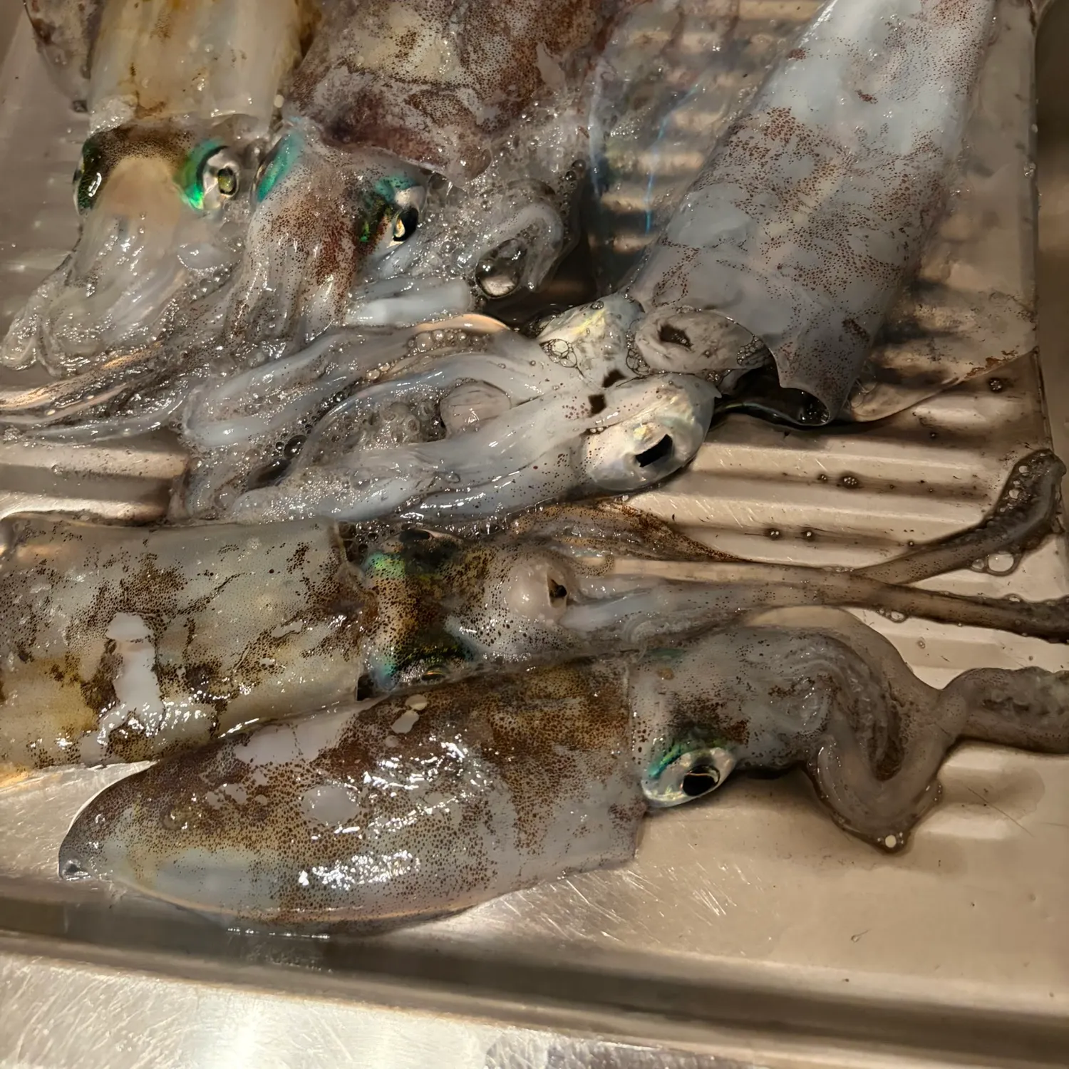 The most recent Southern calamari catches on Fishbrain