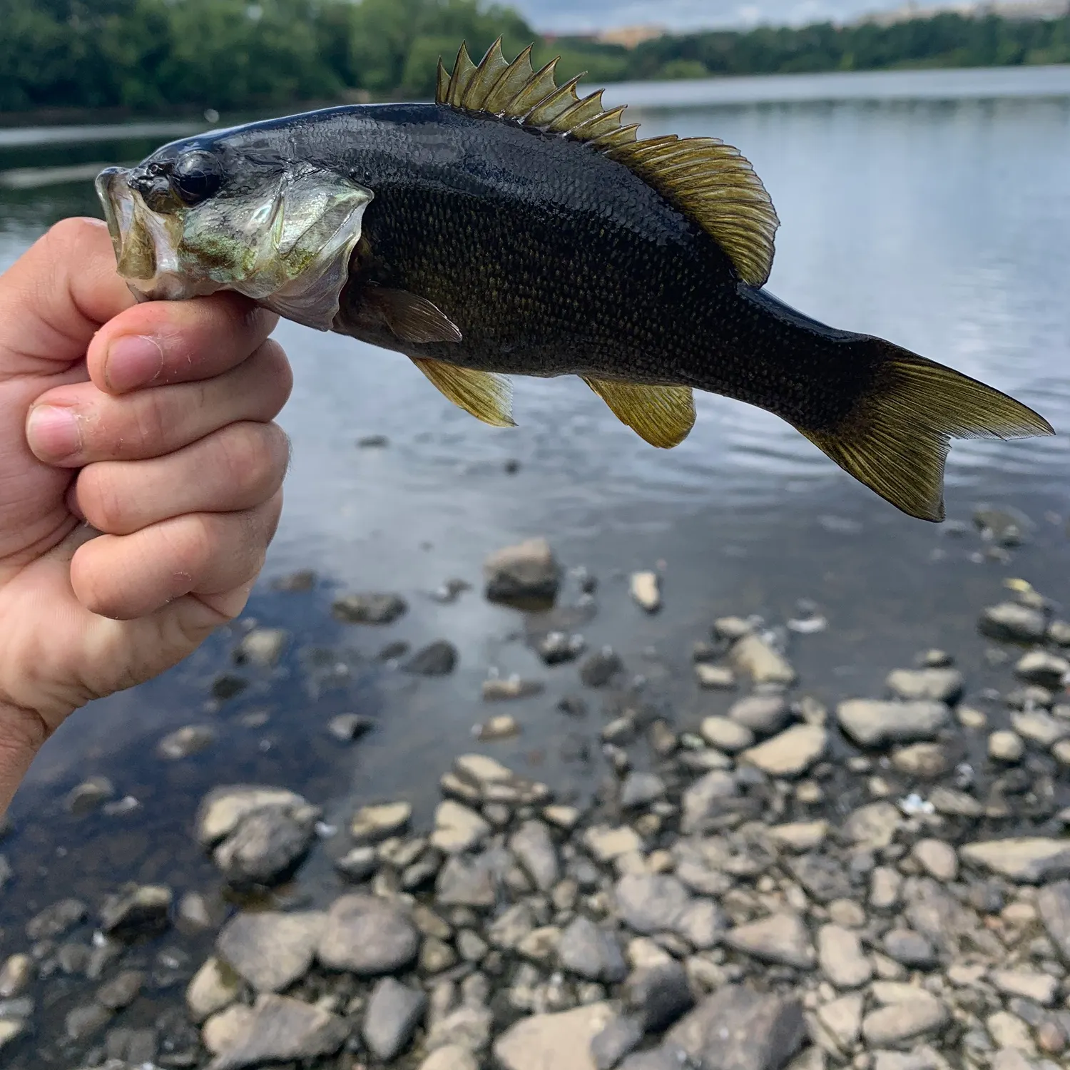 Smallmouth bass caught on Fishbrain