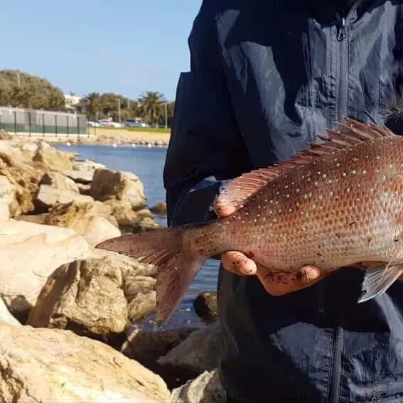 Australasian snapper caught on Fishbrain