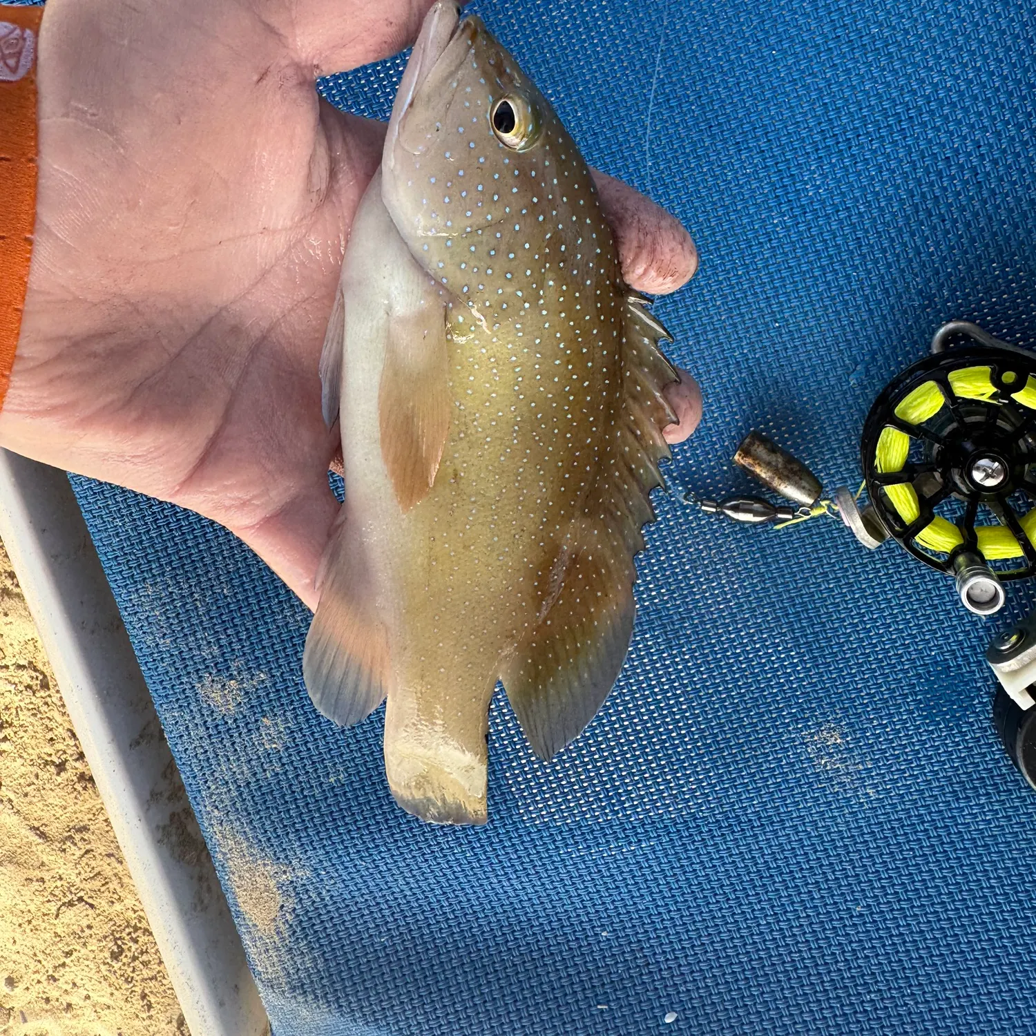 The most recent Coney grouper catches on Fishbrain