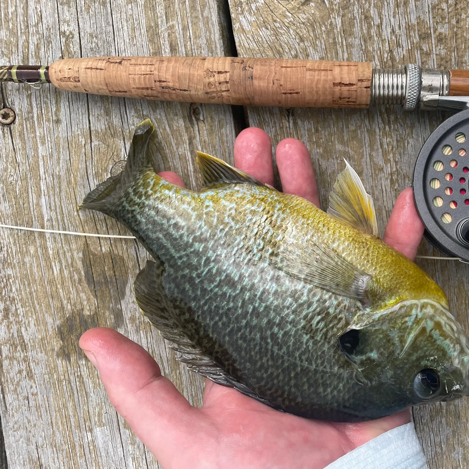 angler catch