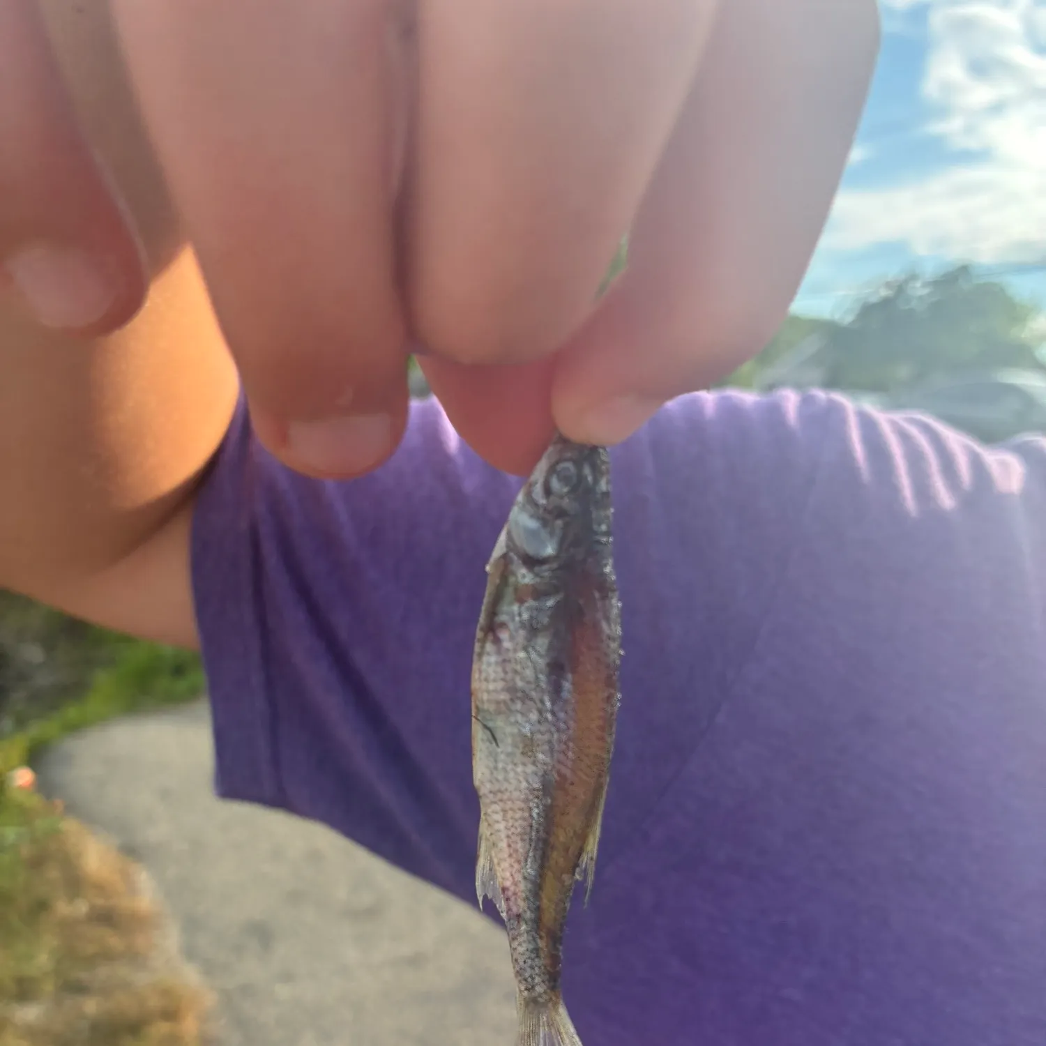 The most recent Alewife catches on Fishbrain