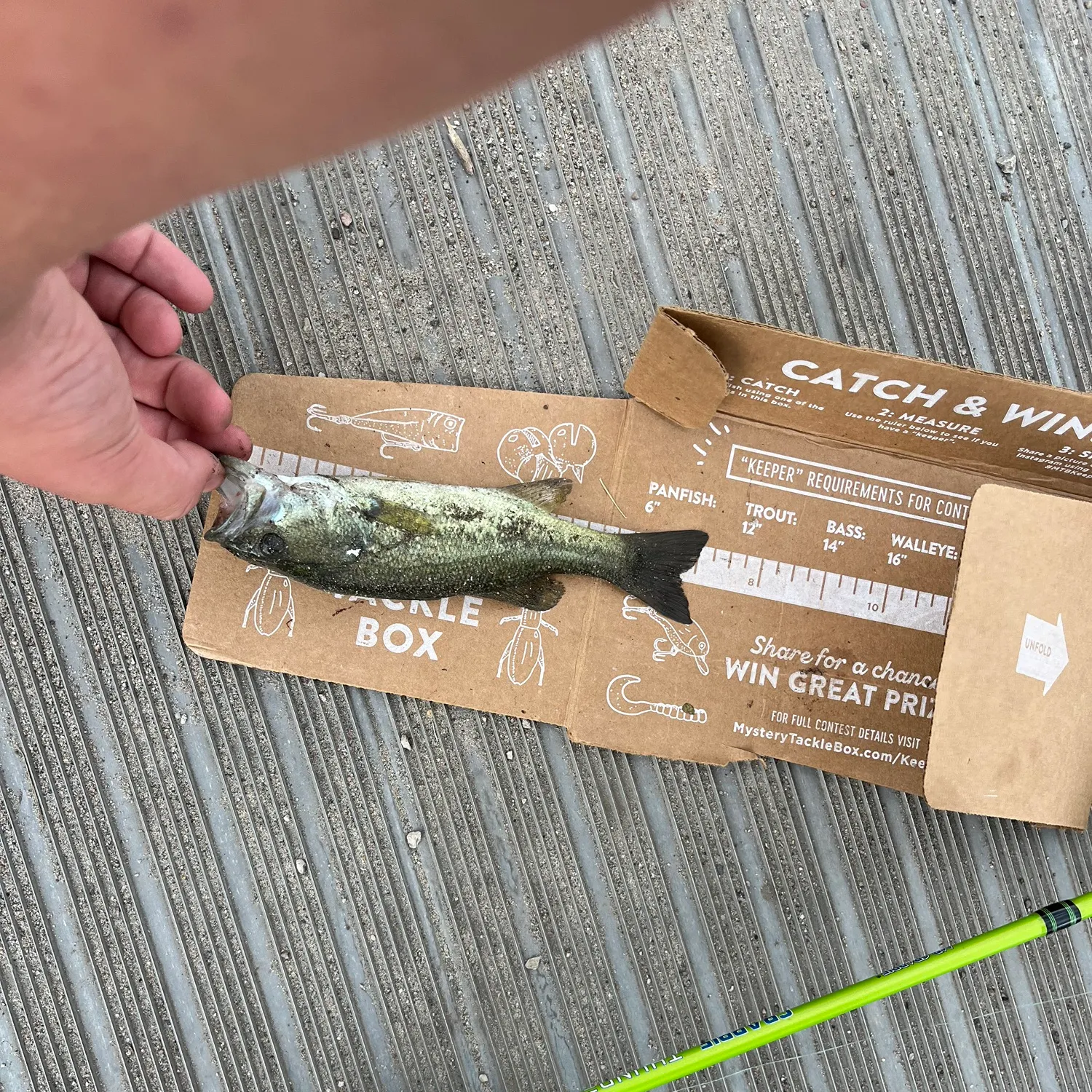 recently logged catches