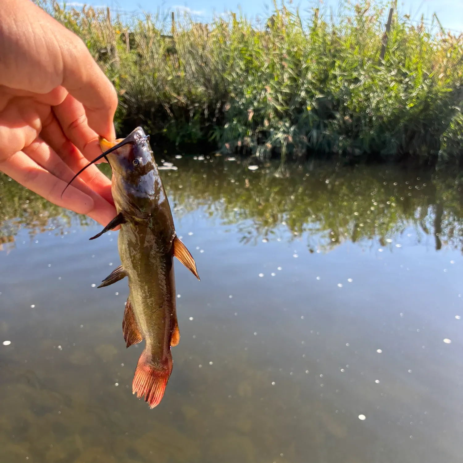 Black bullhead caught on Fishbrain
