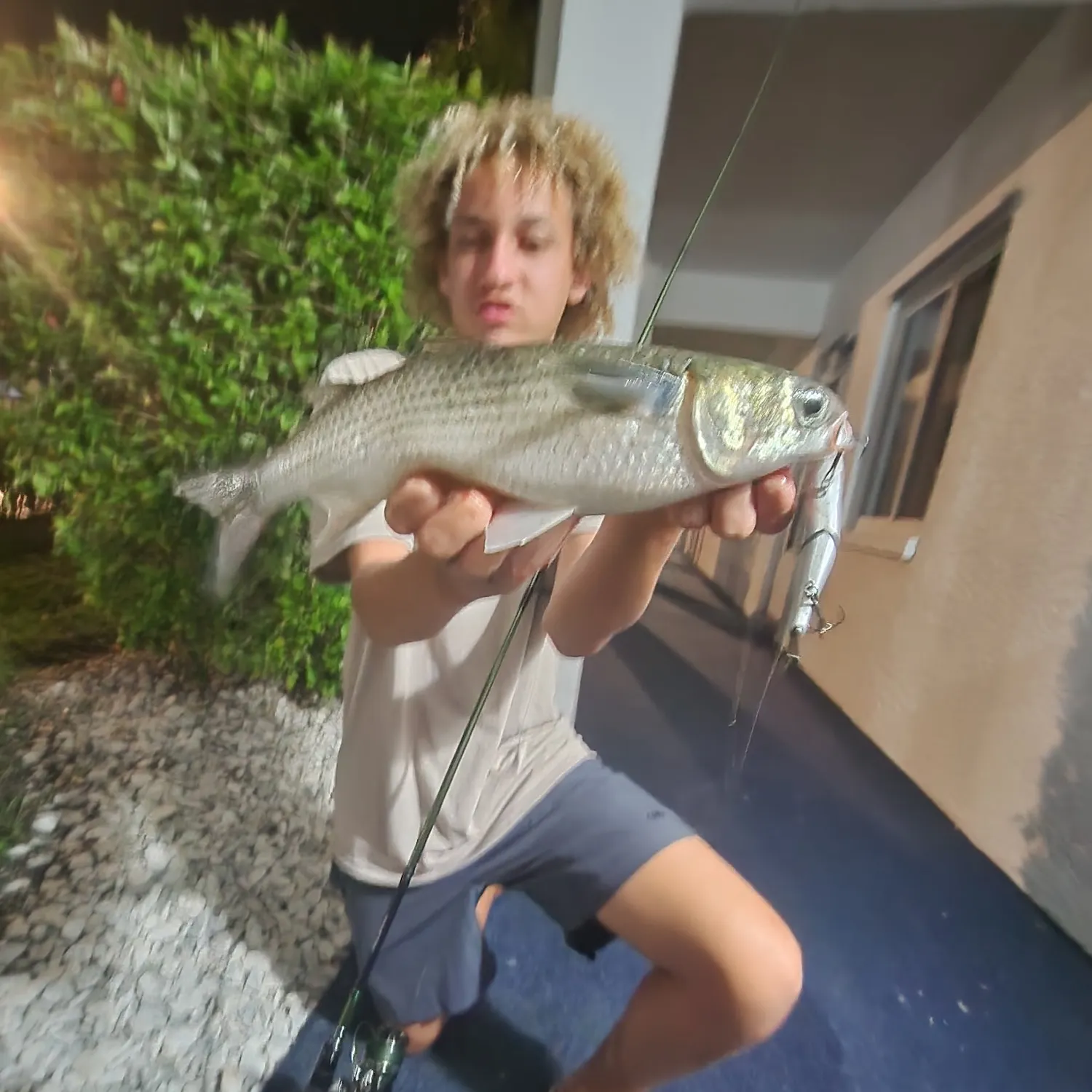The most recent Striped mullet catches on Fishbrain