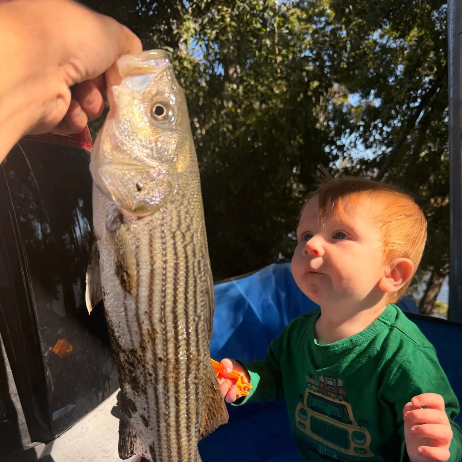 Striped bass caught on Fishbrain
