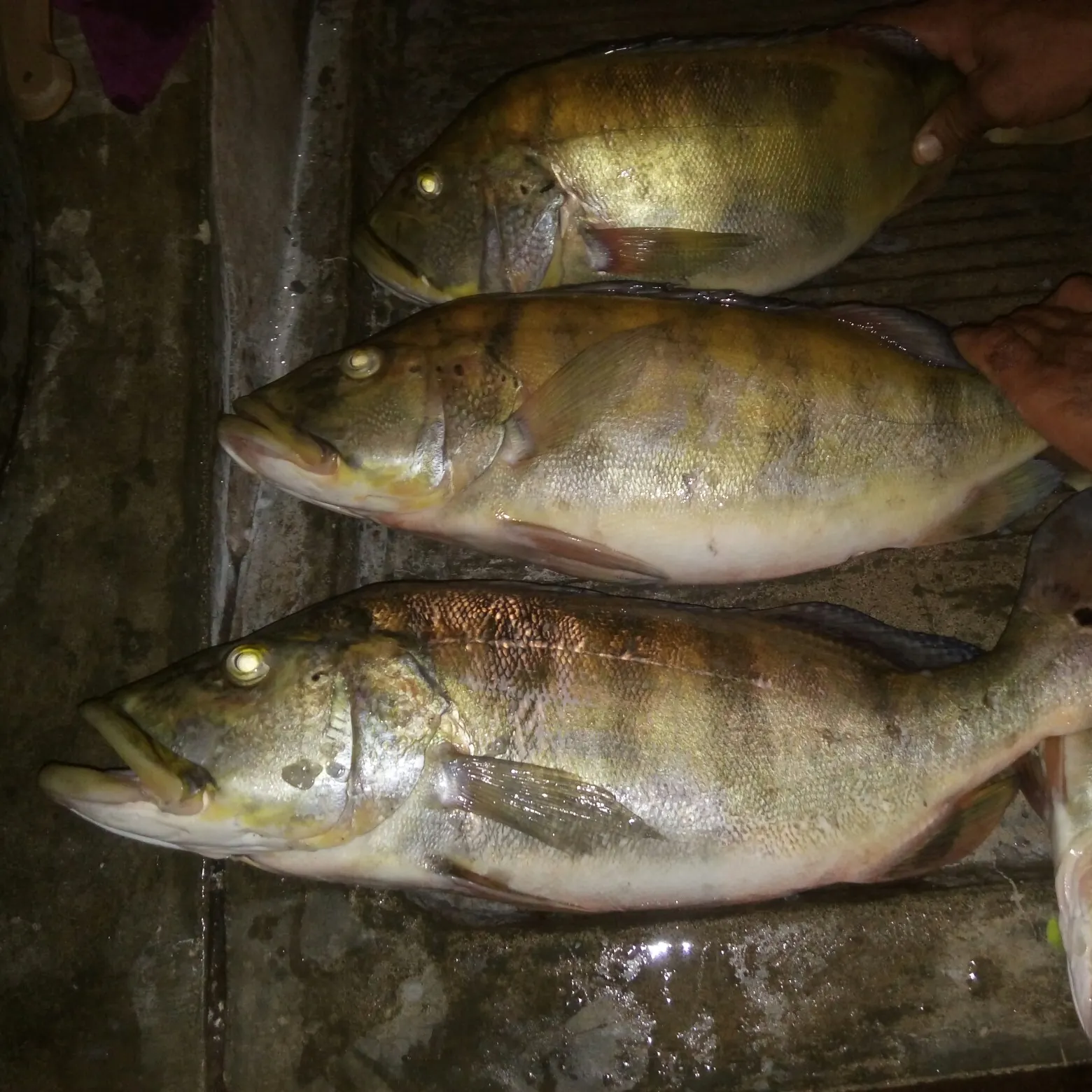 recently logged catches