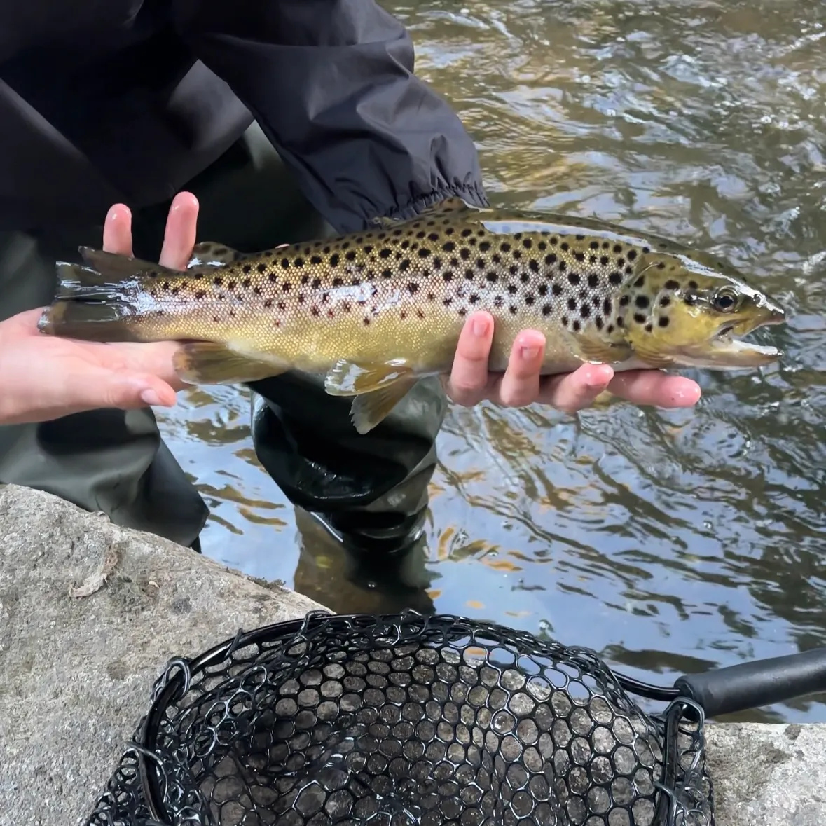 Brown trout caught on Fishbrain