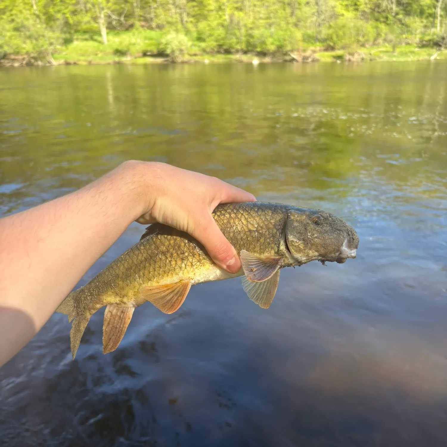 The most recent Golden redhorse catches on Fishbrain