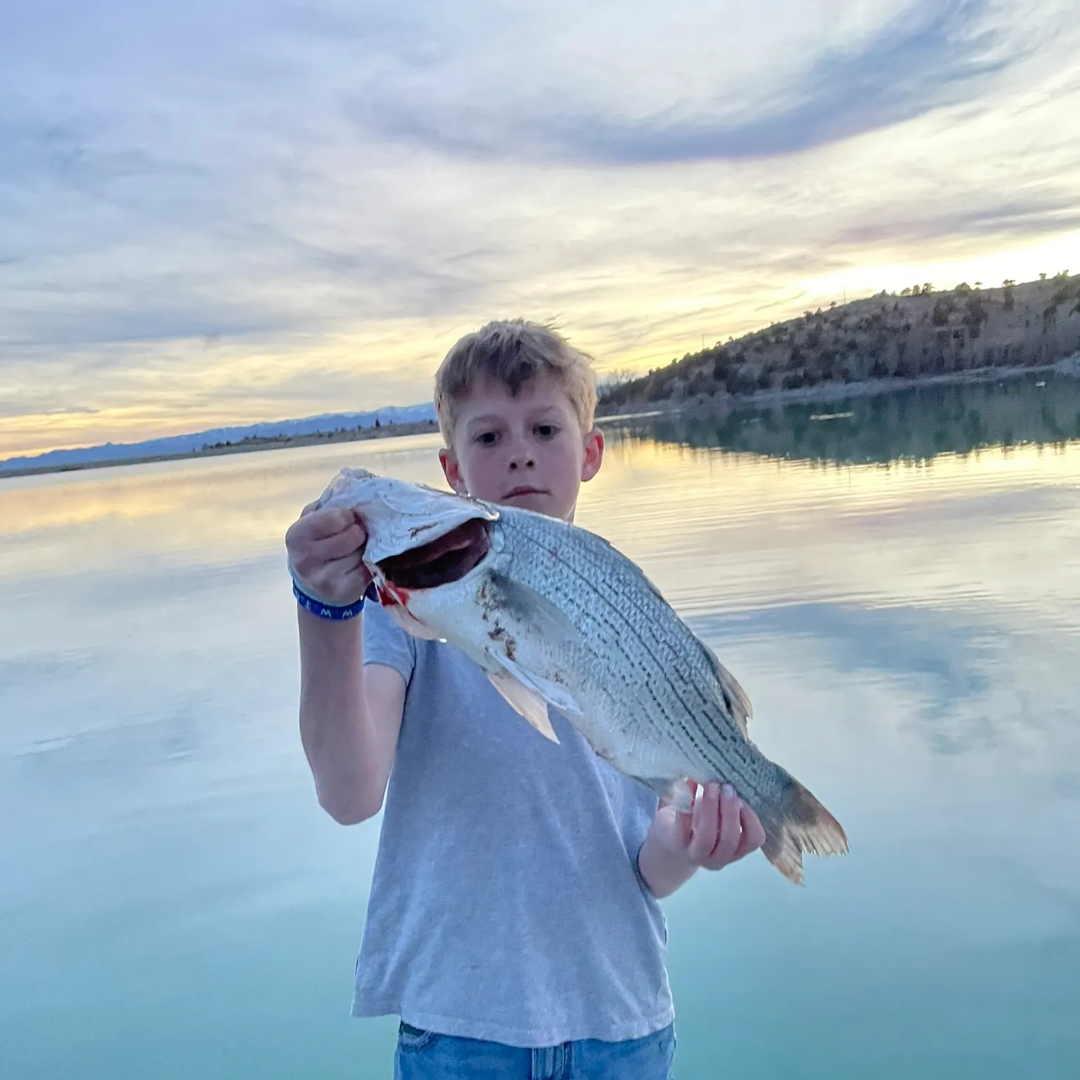 The most recent Hybrid striped bass catches on Fishbrain
