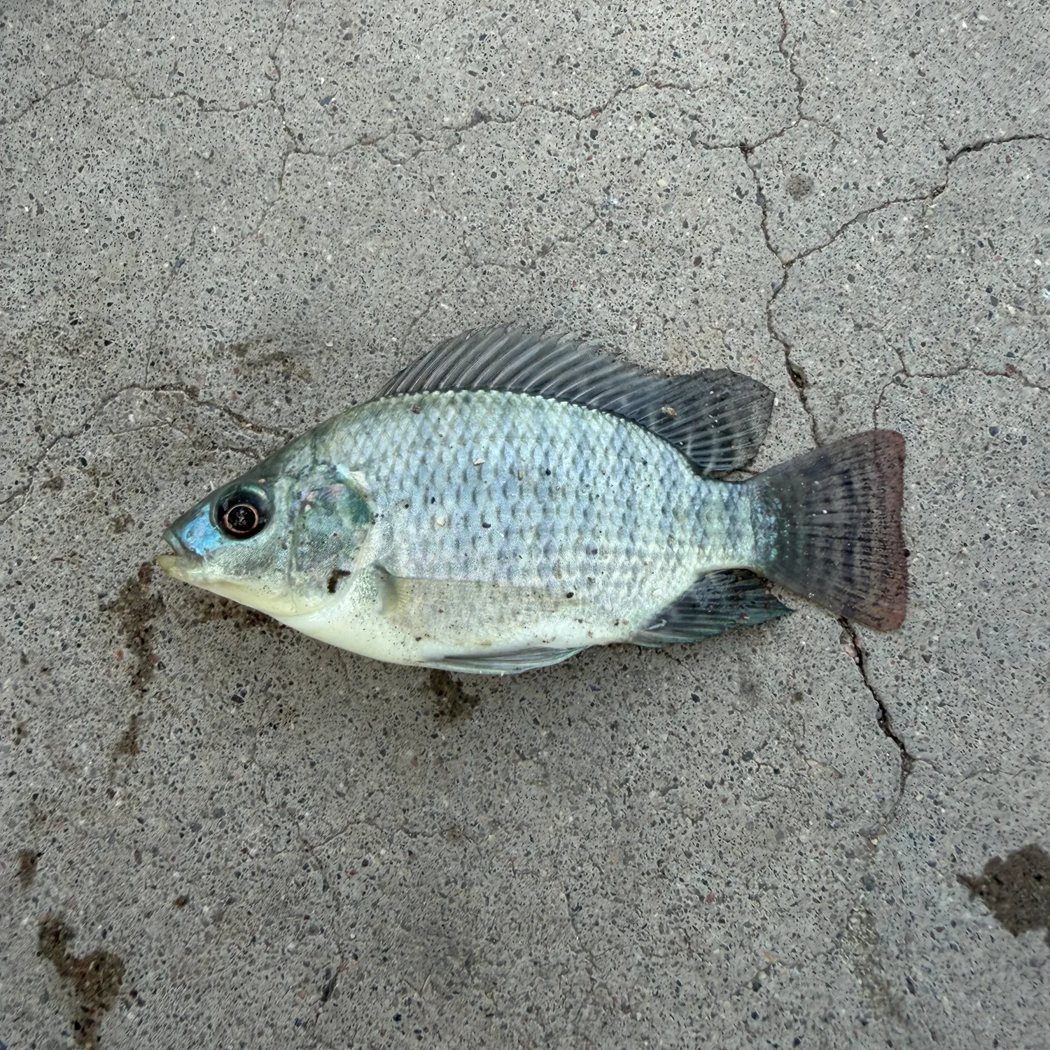 Nile tilapia caught on Fishbrain