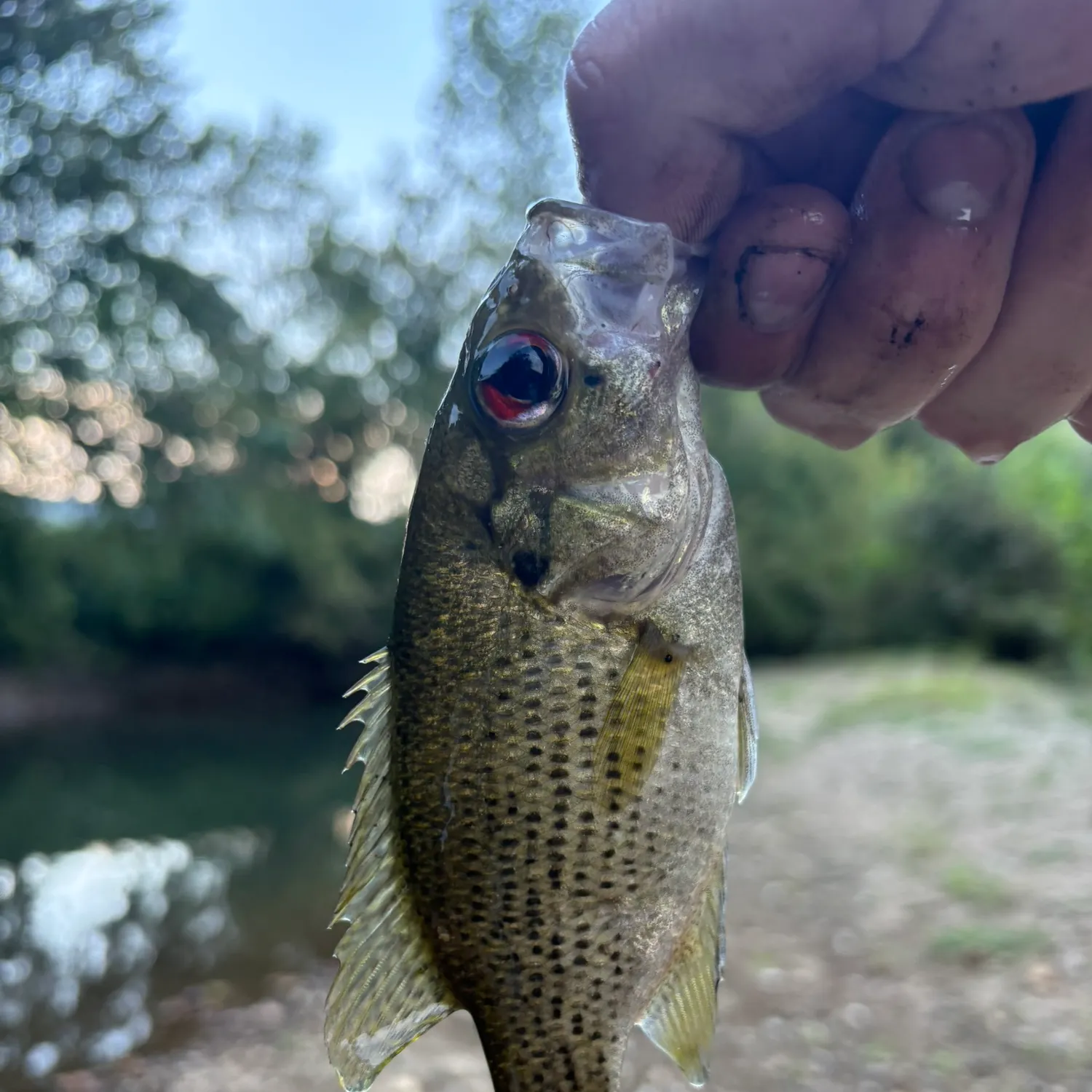 Rock bass caught on Fishbrain