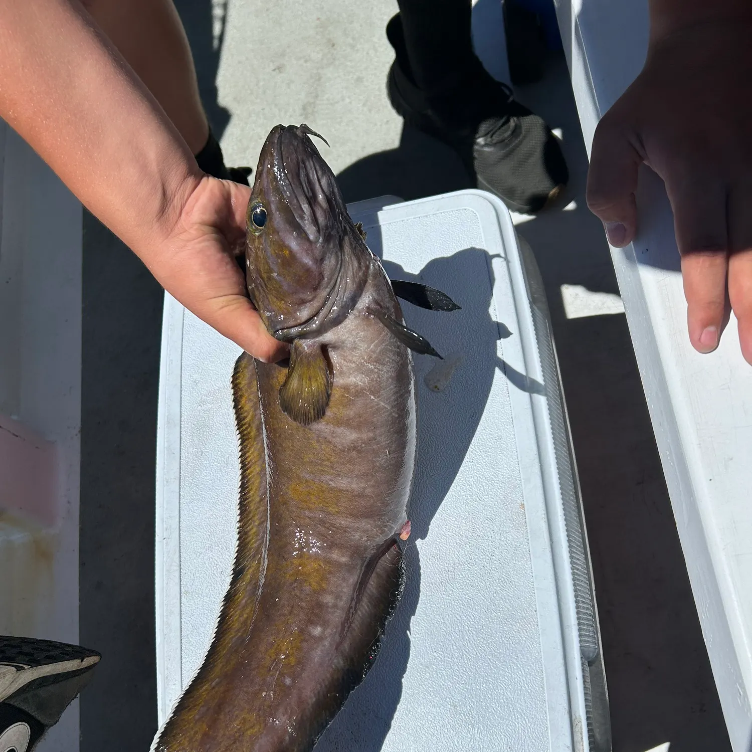 The most recent Tusk catches on Fishbrain