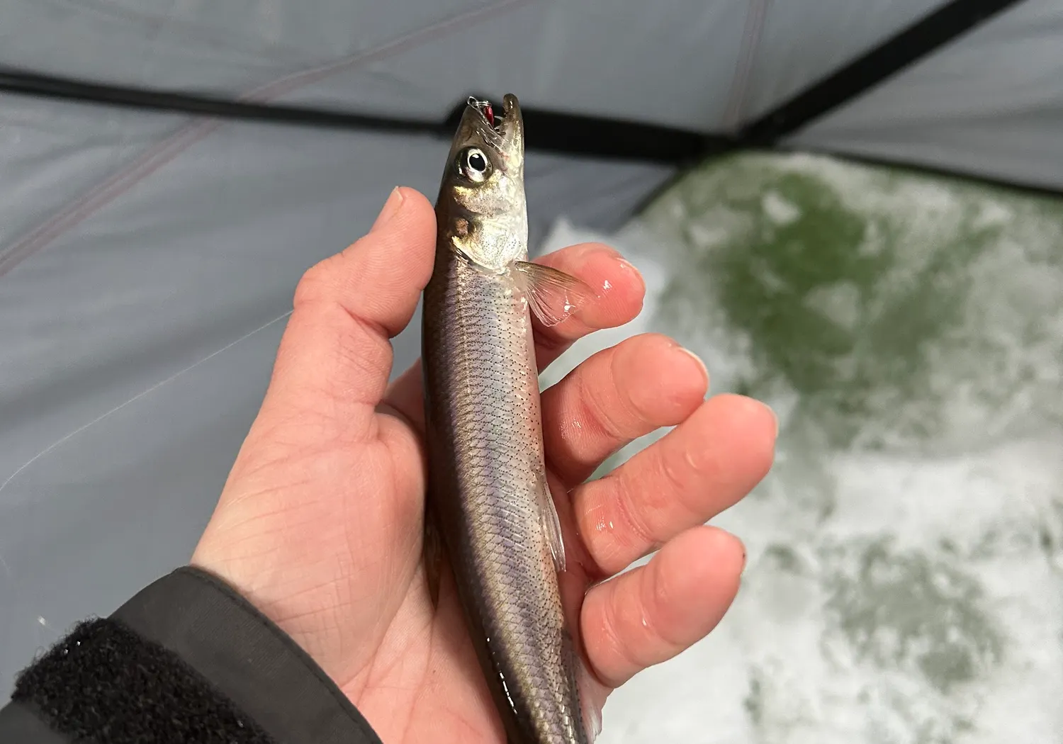 Atlantic rainbow smelt