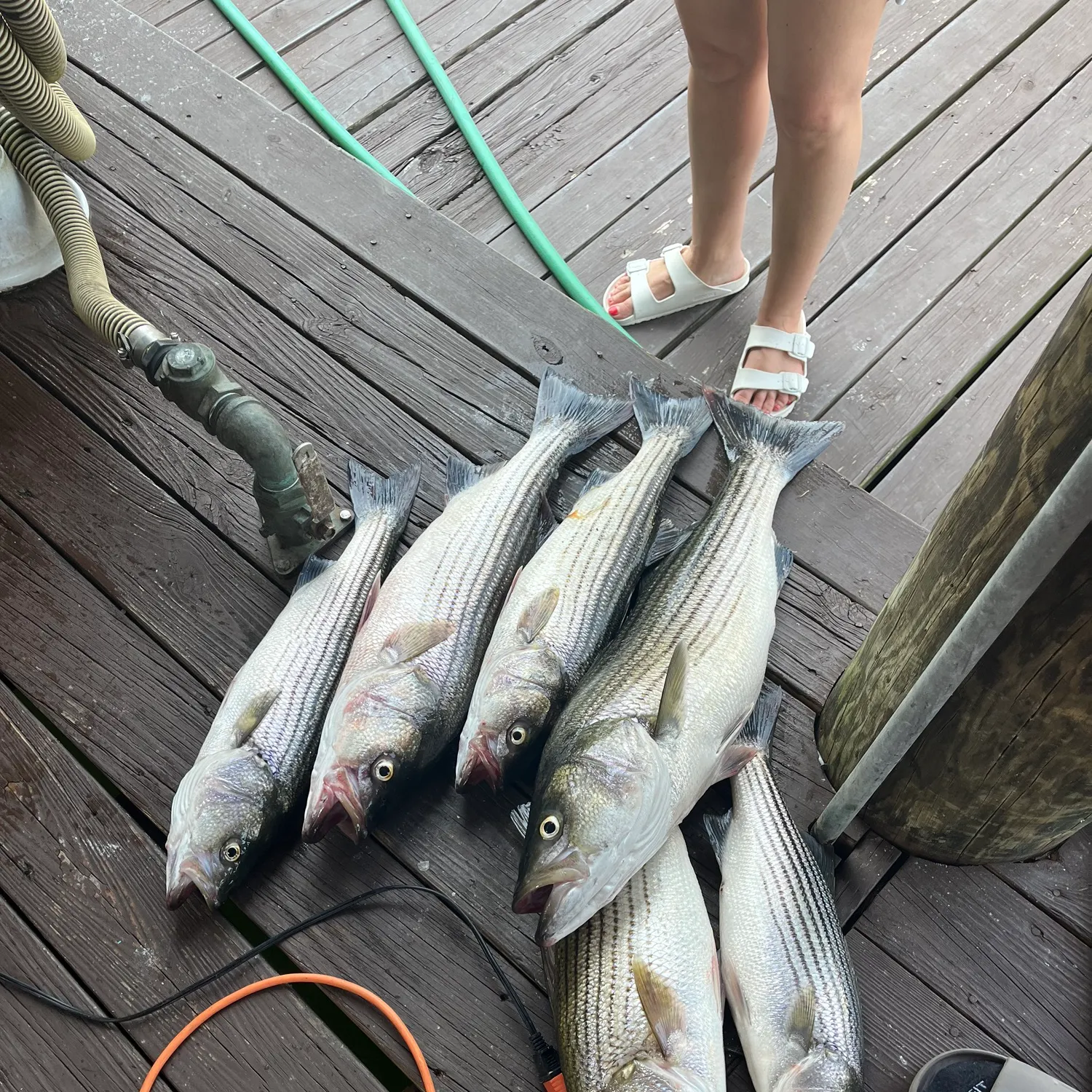 recently logged catches