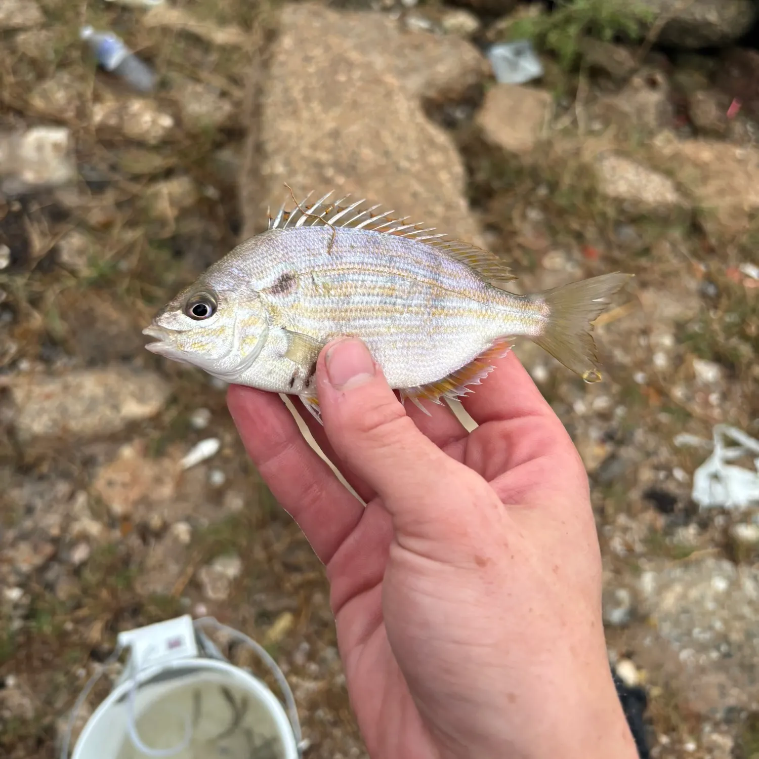 The most recent Pinfish catches on Fishbrain