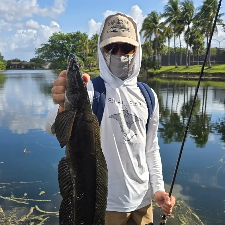 The most recent Bullseye snakehead catches on Fishbrain