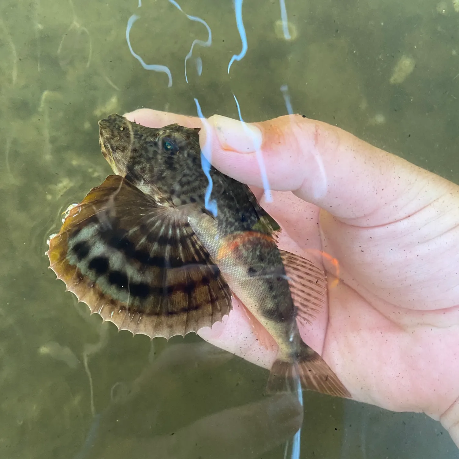 The most recent Northern searobin catches on Fishbrain