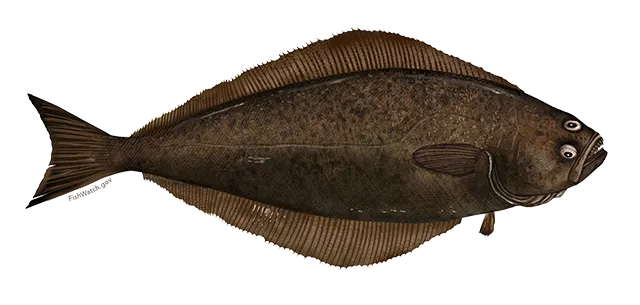 Atlantic halibut