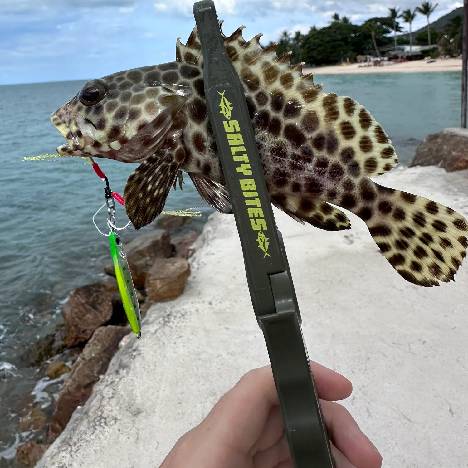Honeycomb grouper caught on Fishbrain
