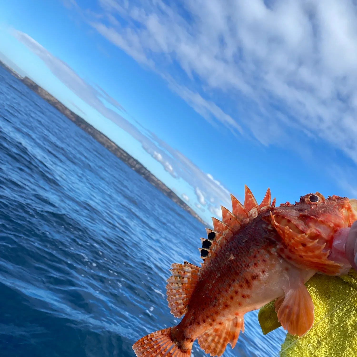 The most recent Small red scorpionfish catches on Fishbrain