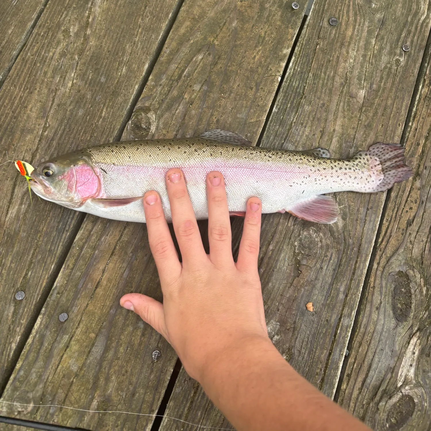 Rainbow trout caught on Fishbrain
