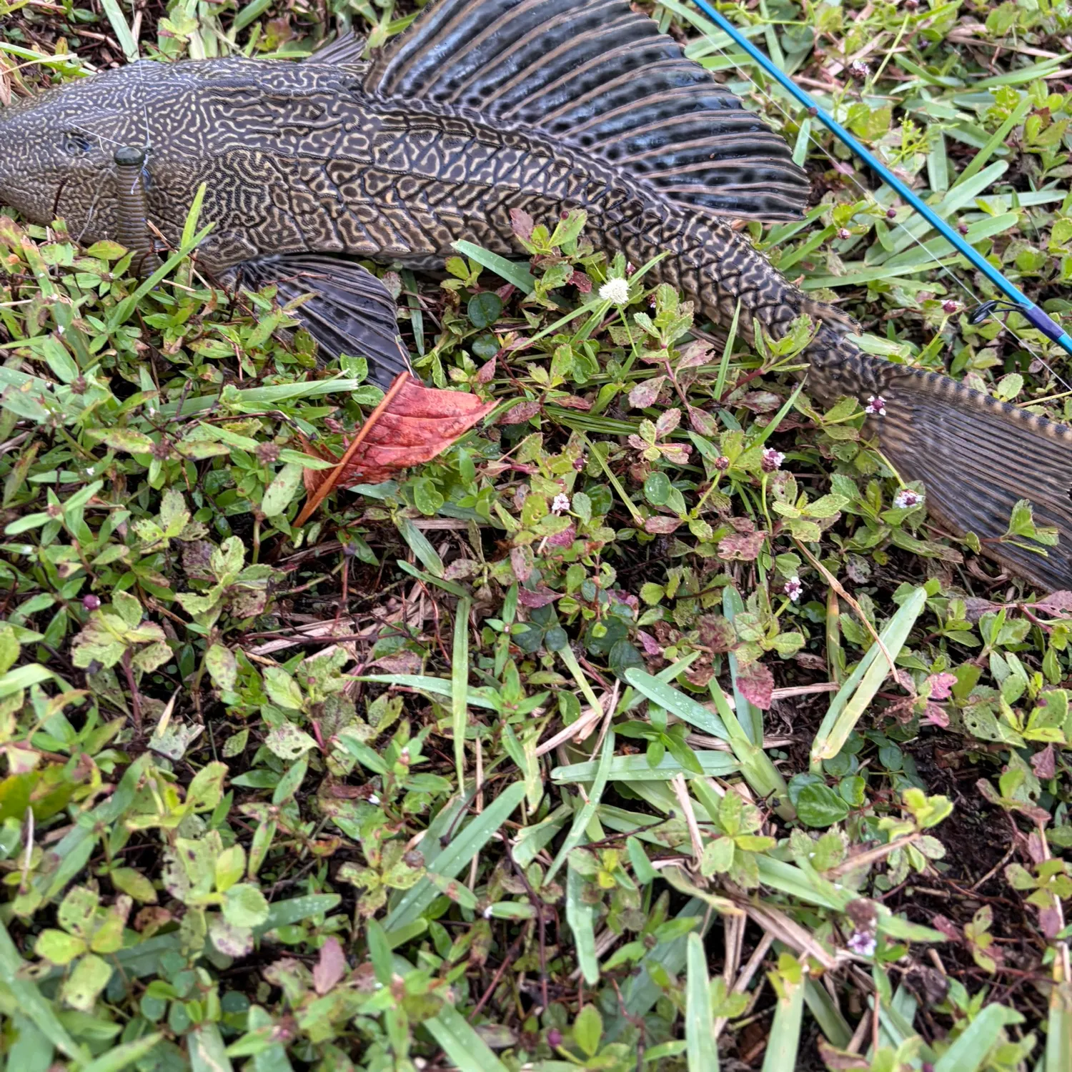 The most recent Suckermouth catfish catches on Fishbrain