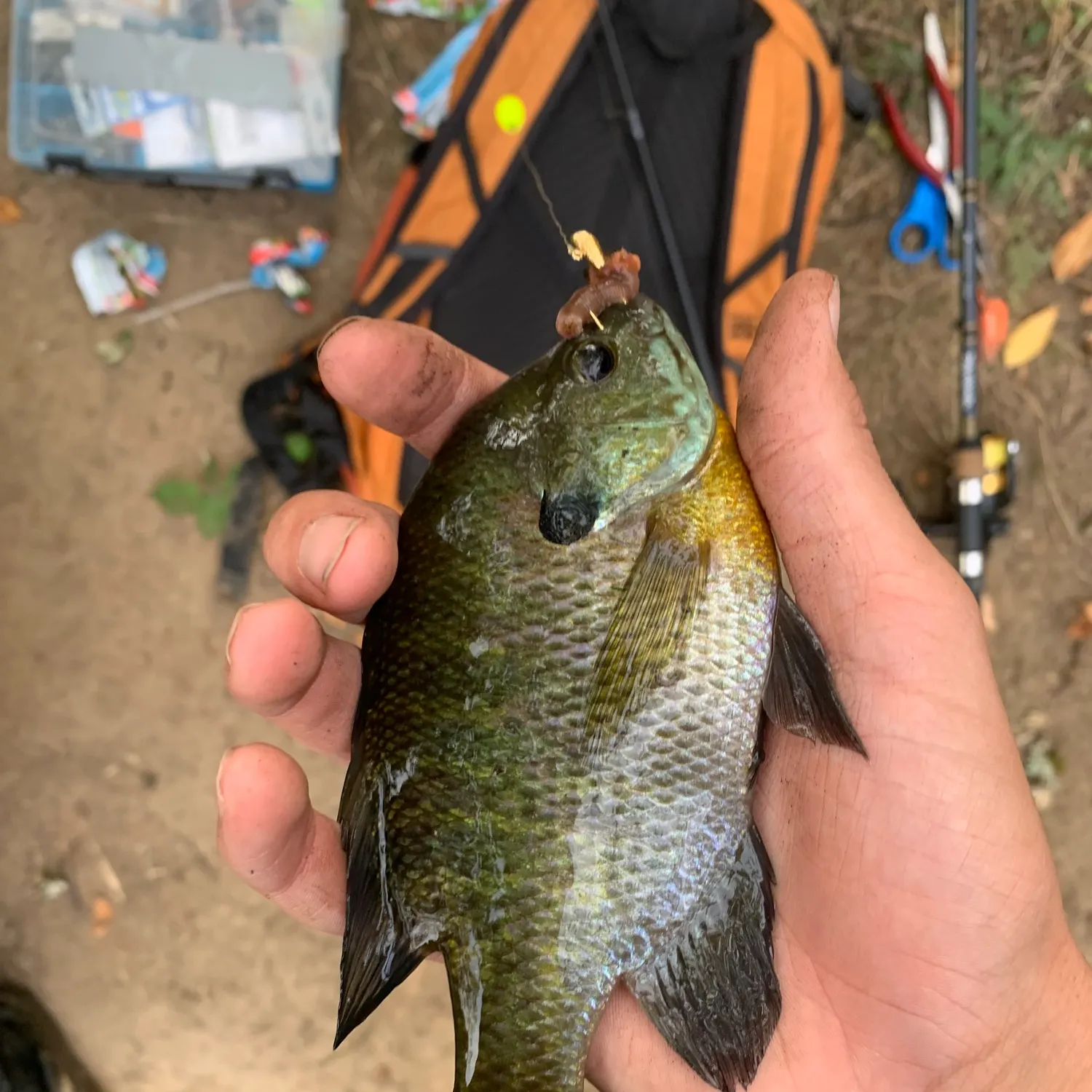 Bluegill caught on Fishbrain