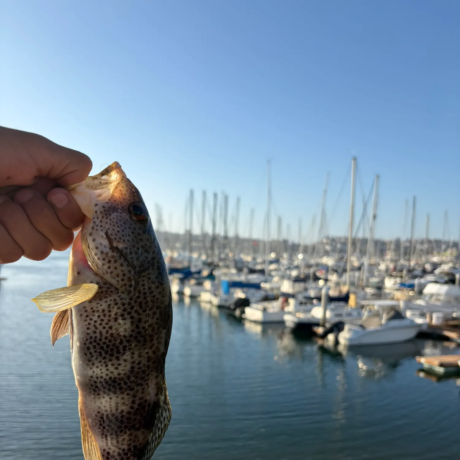 Spotted sand bass caught on Fishbrain
