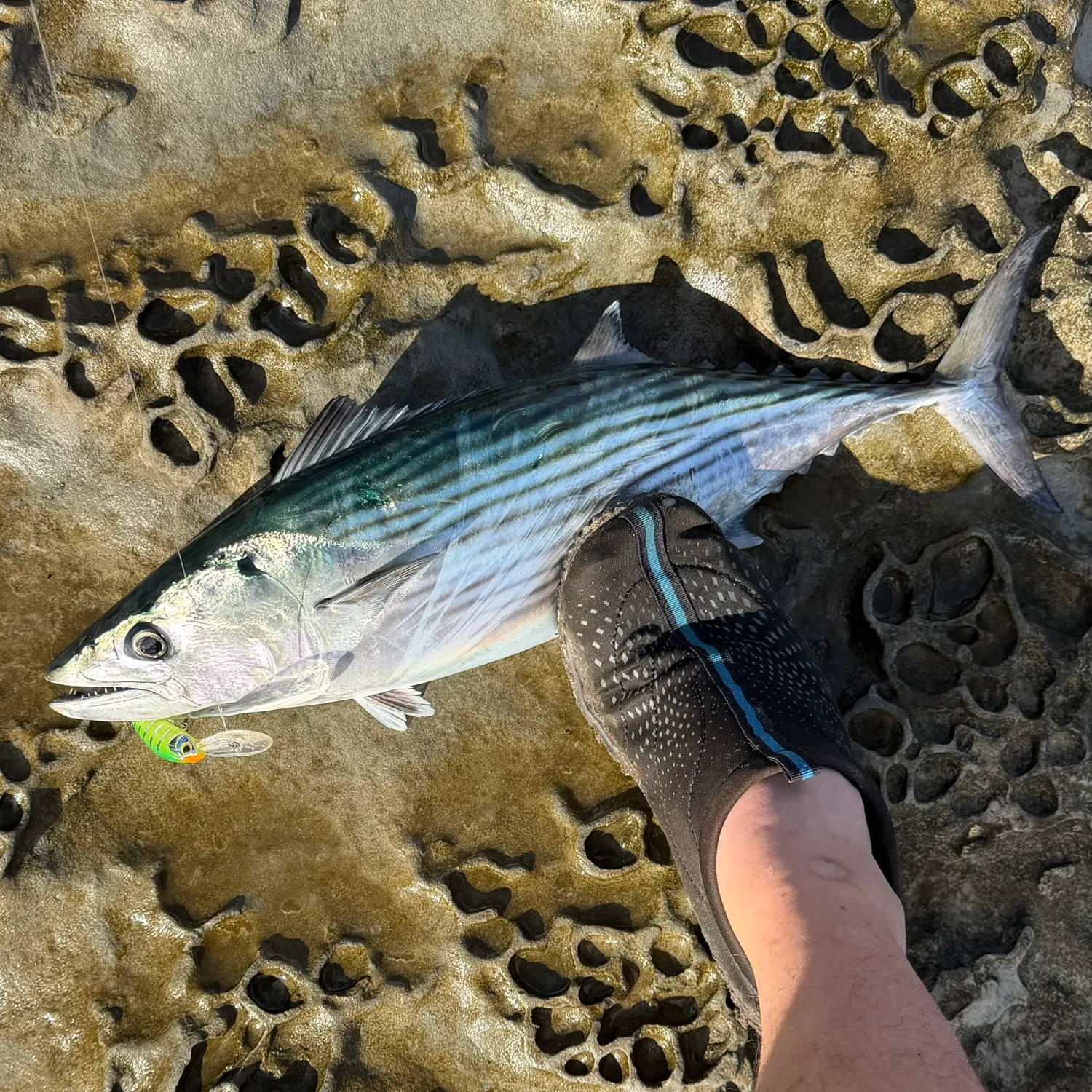 The most recent Eastern Pacific bonito catches on Fishbrain