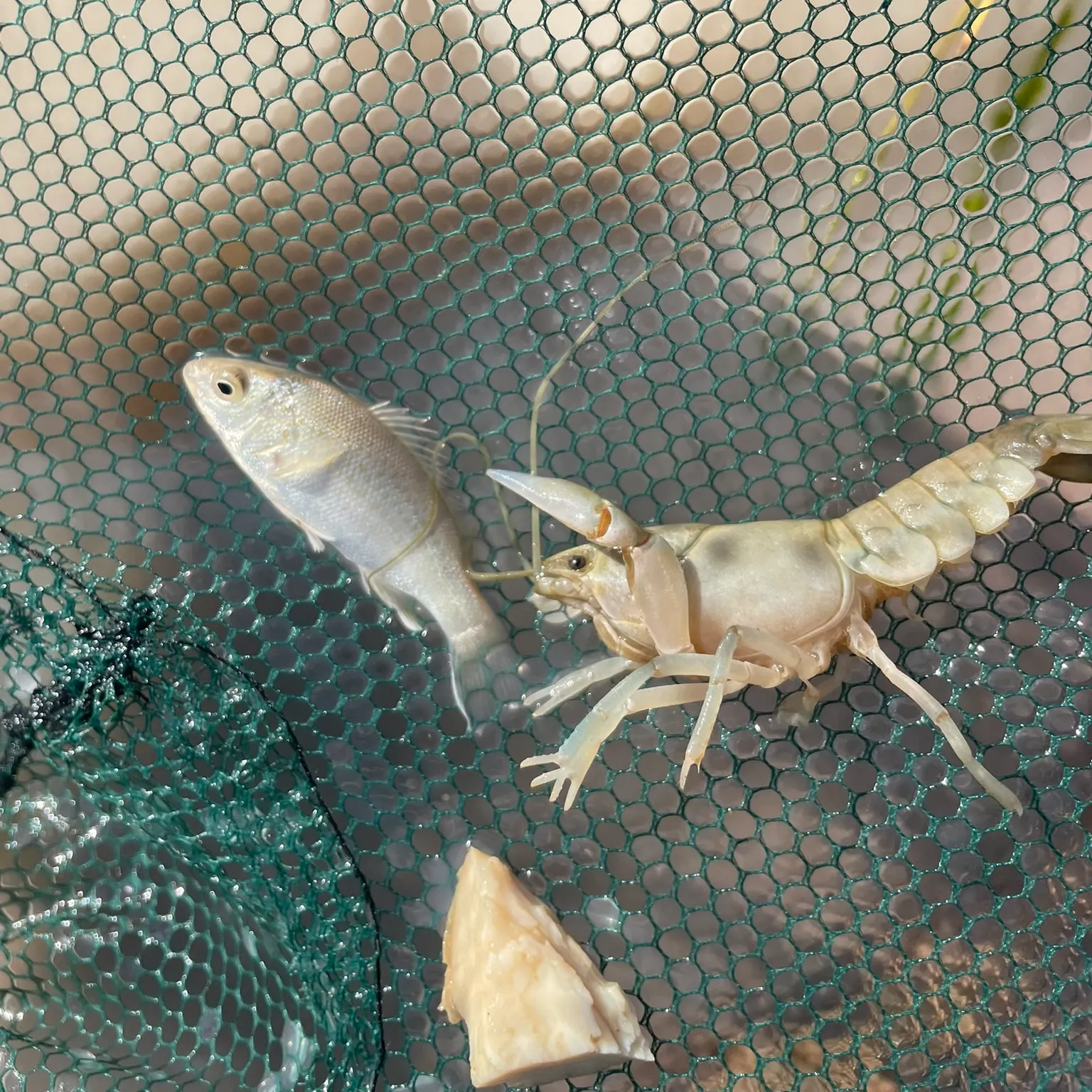 The most recent Spangled perch catches on Fishbrain