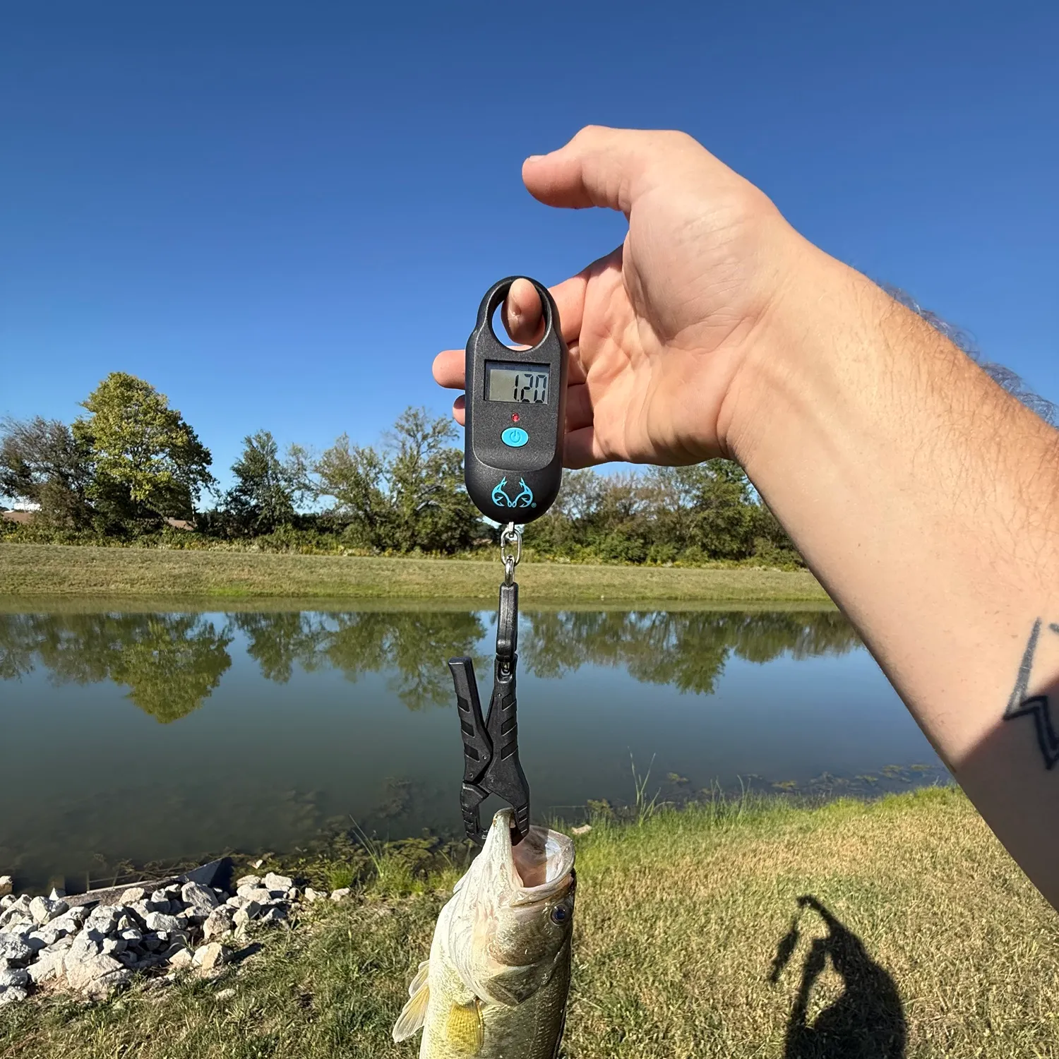 Largemouth bass caught on Fishbrain