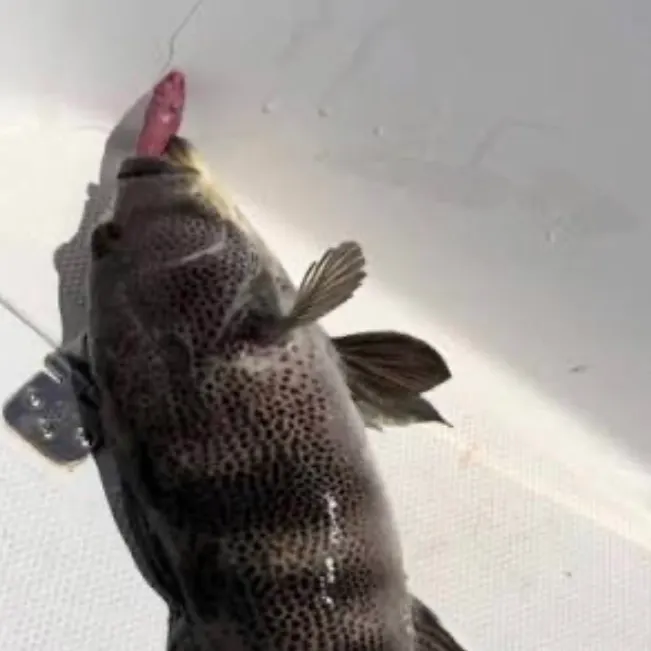Spotted sand bass caught on Fishbrain