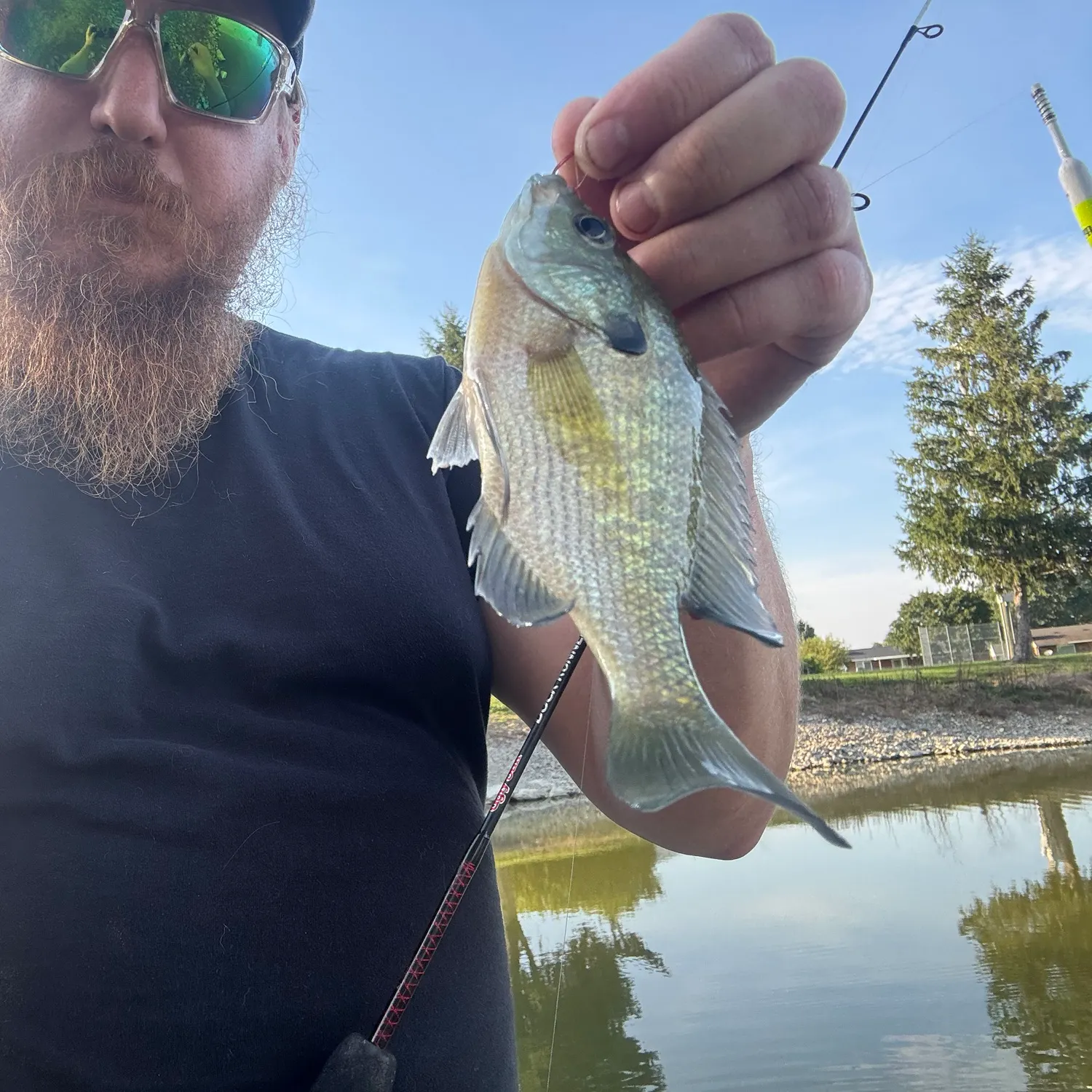 Bluegill caught on Fishbrain