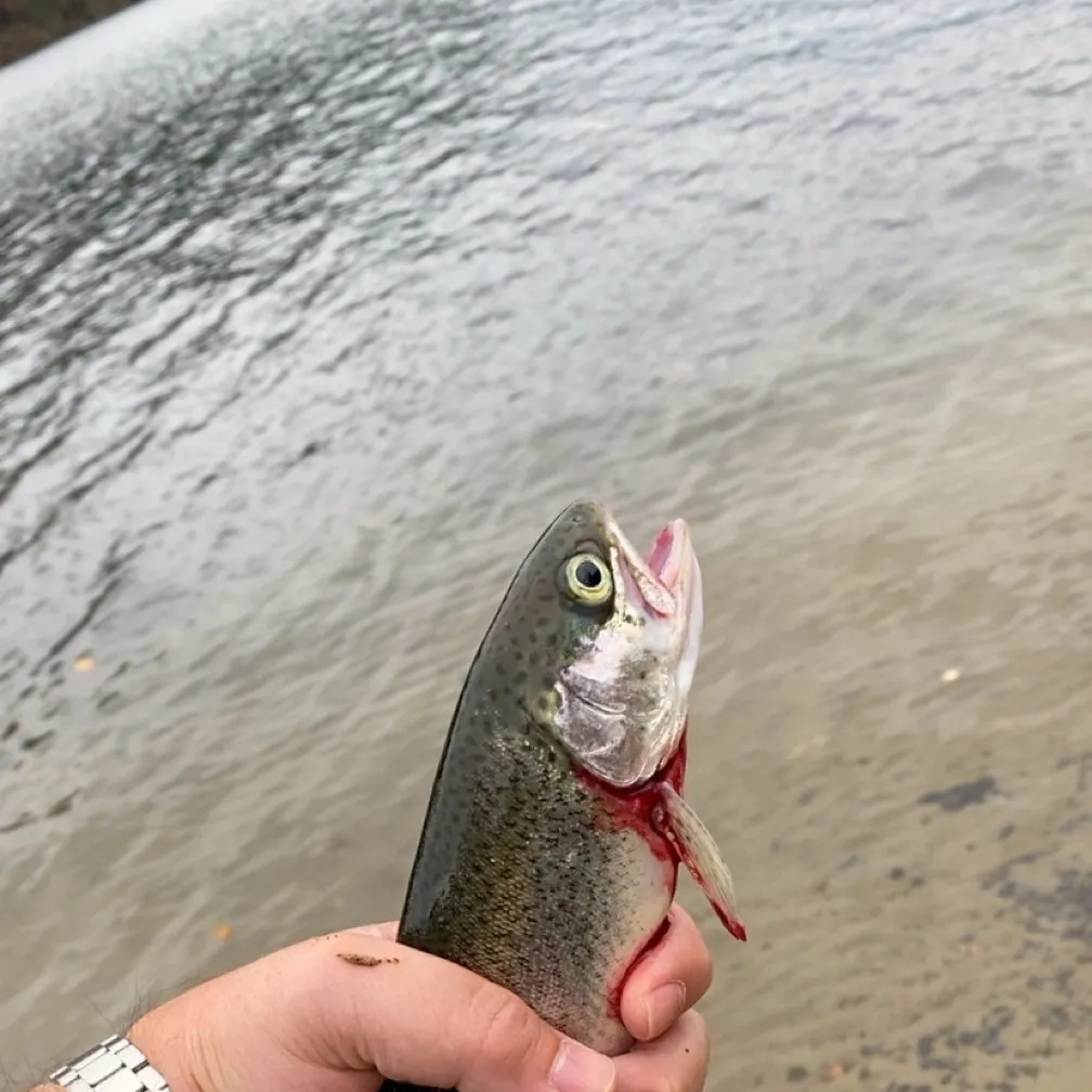 Rainbow trout caught on Fishbrain