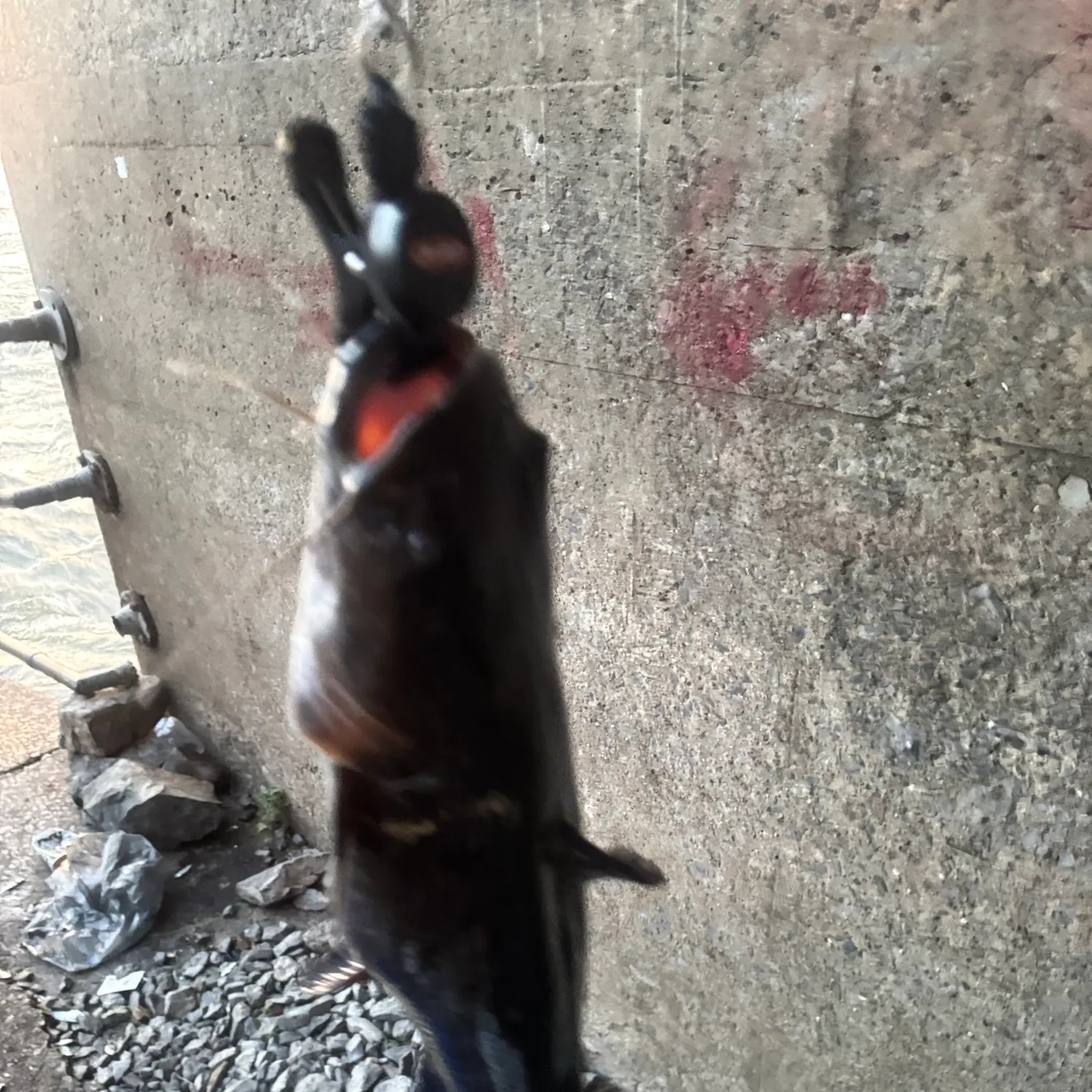 Flathead catfish caught on Fishbrain