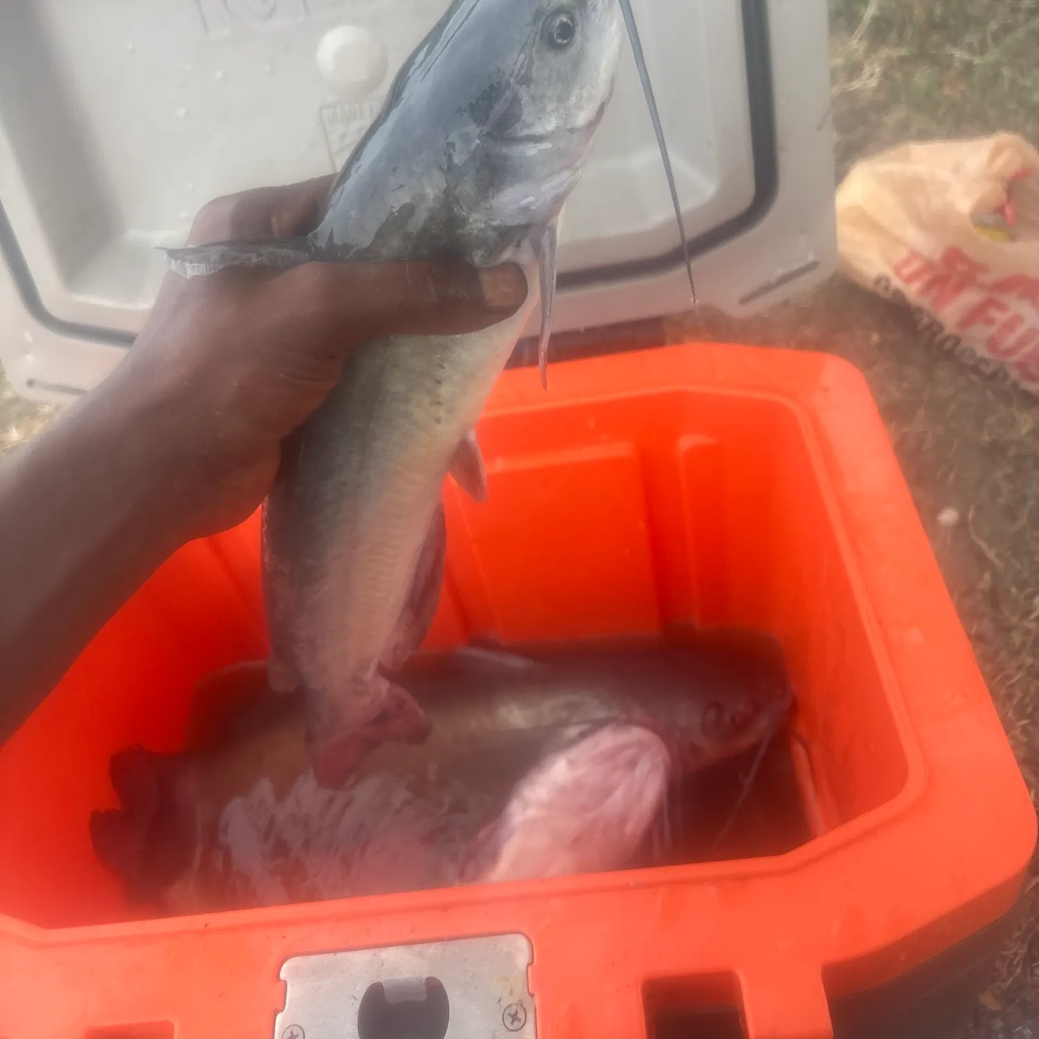 Blue catfish caught on Fishbrain