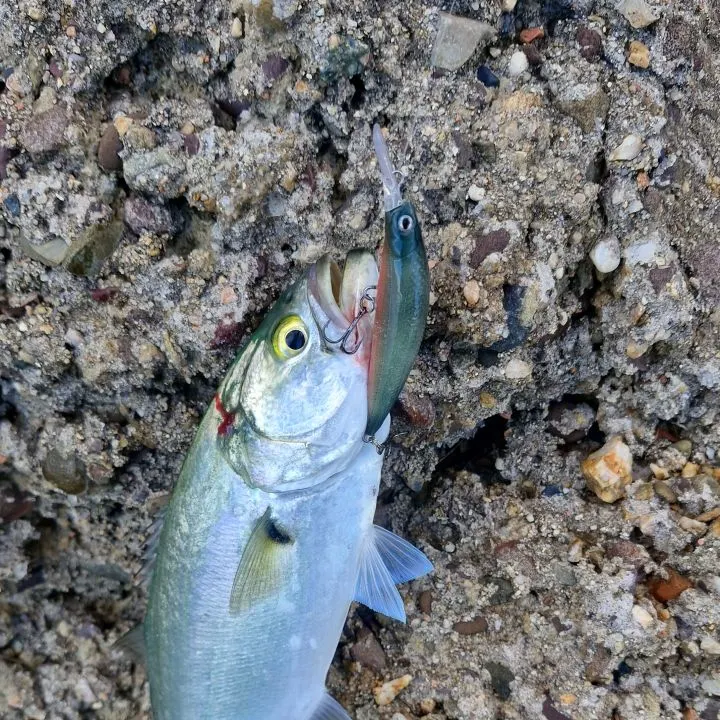 The most recent Bluefish catches on Fishbrain