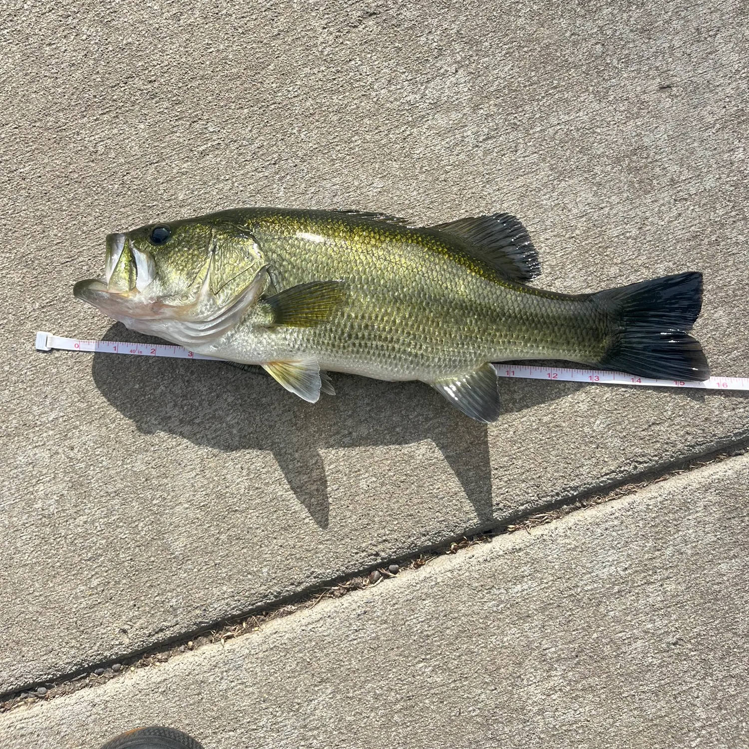 Largemouth bass caught on Fishbrain