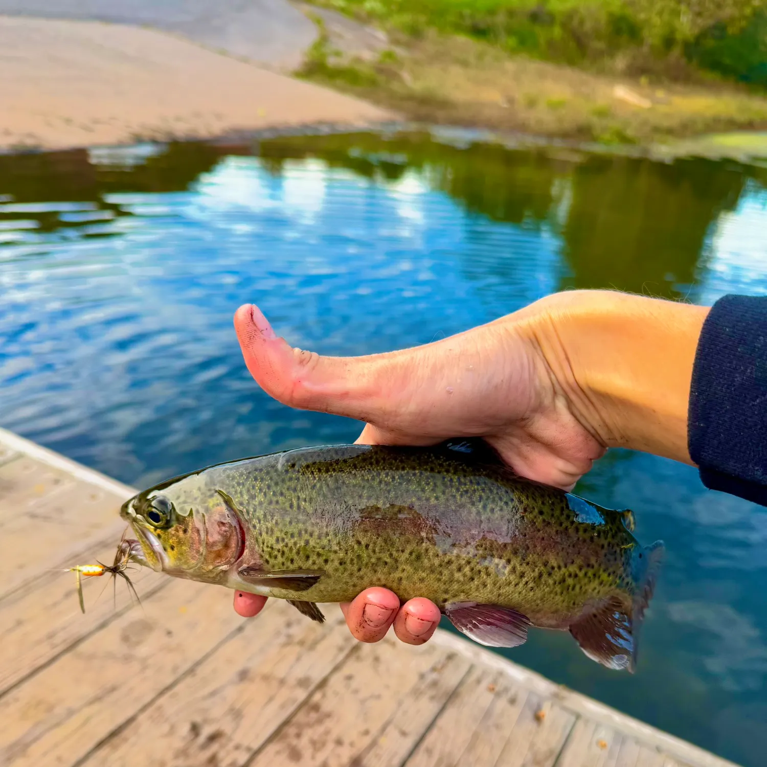 Rainbow trout caught on Fishbrain