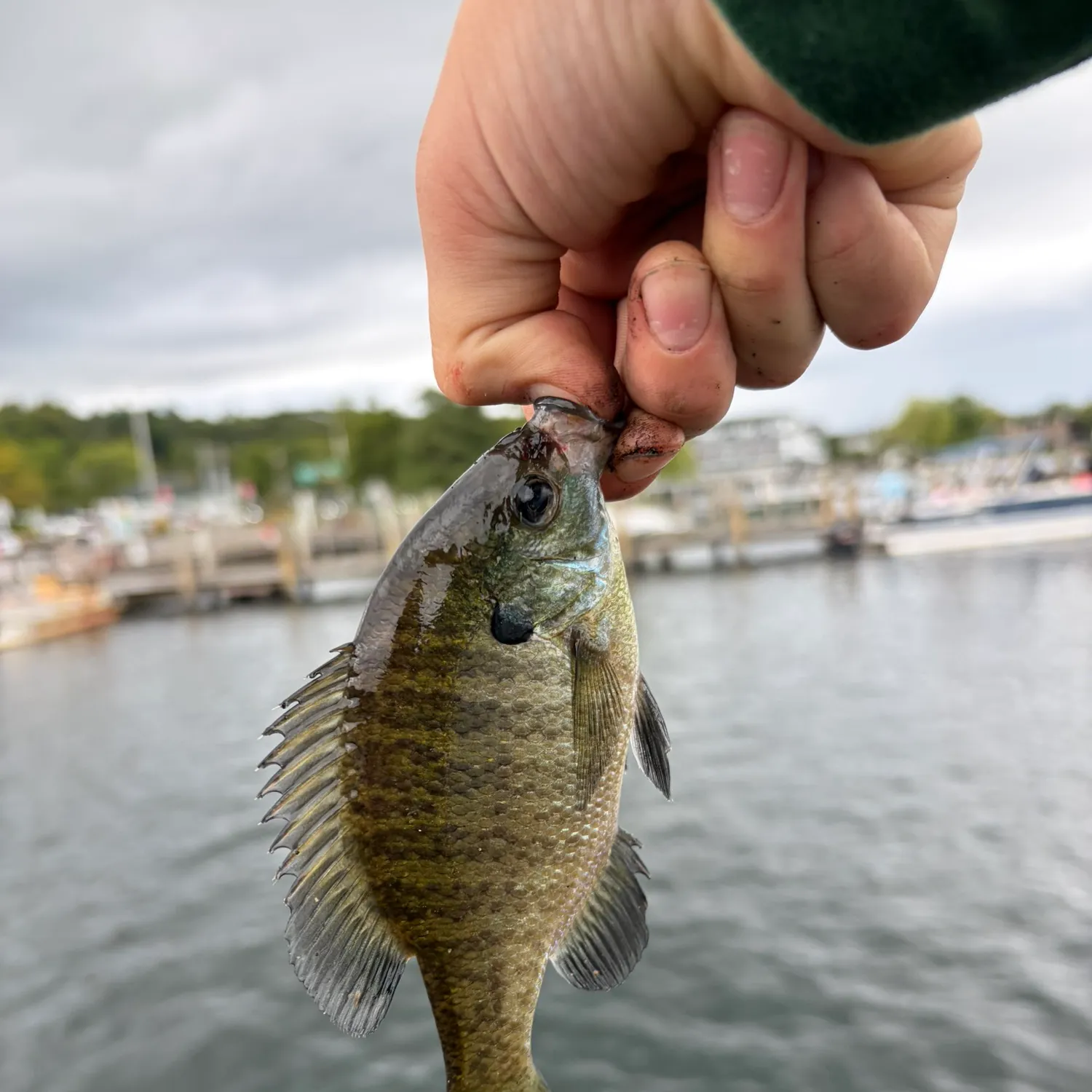 Bluegill caught on Fishbrain
