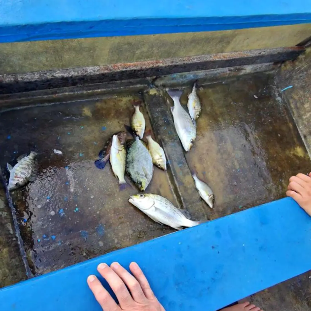 The most recent Black and white snapper catches on Fishbrain