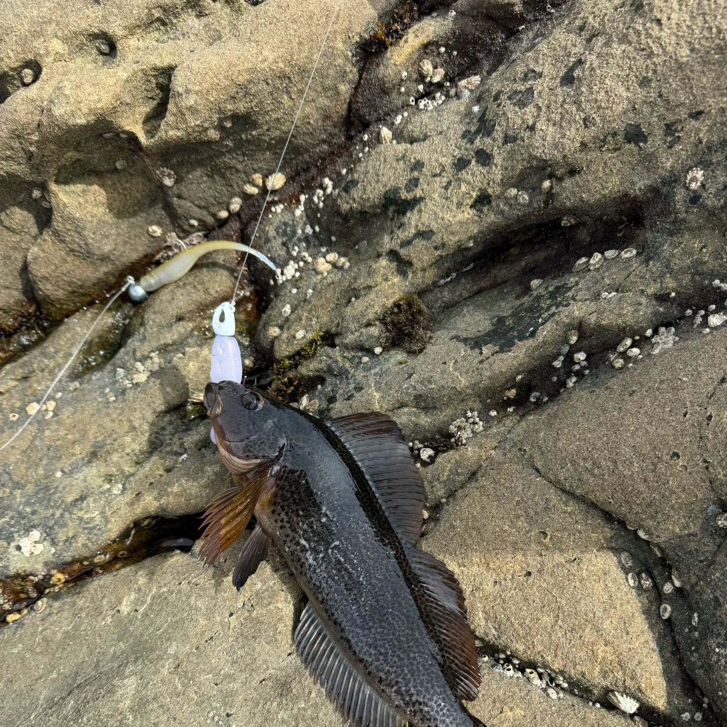 The most recent Kelp greenling catches on Fishbrain