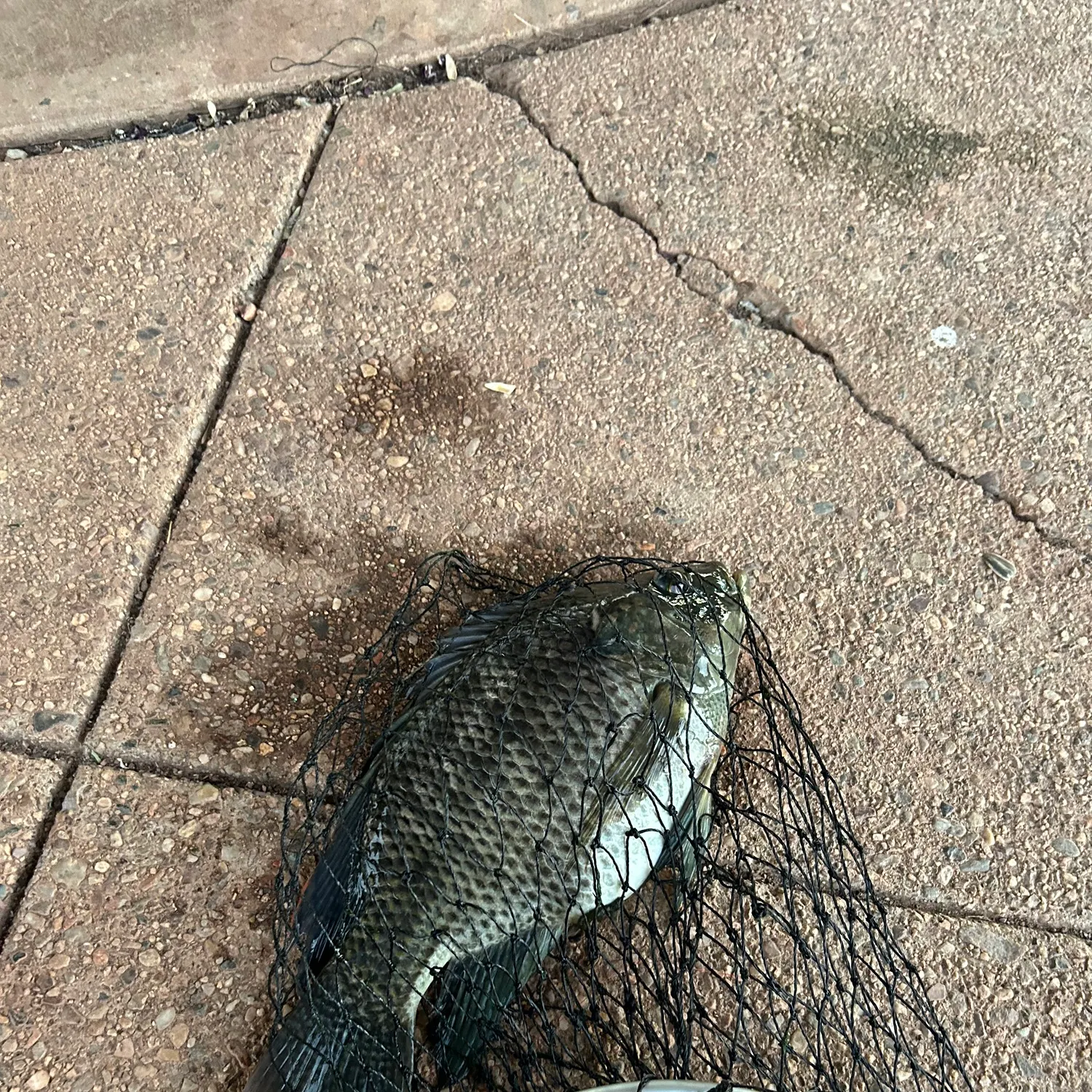 The most recent Redbelly tilapia catches on Fishbrain