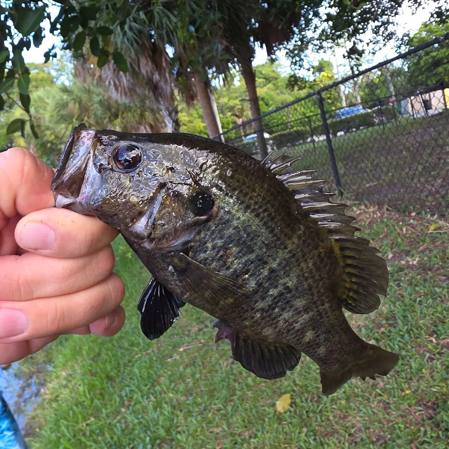 The most recent Warmouth x green sunfish catches on Fishbrain