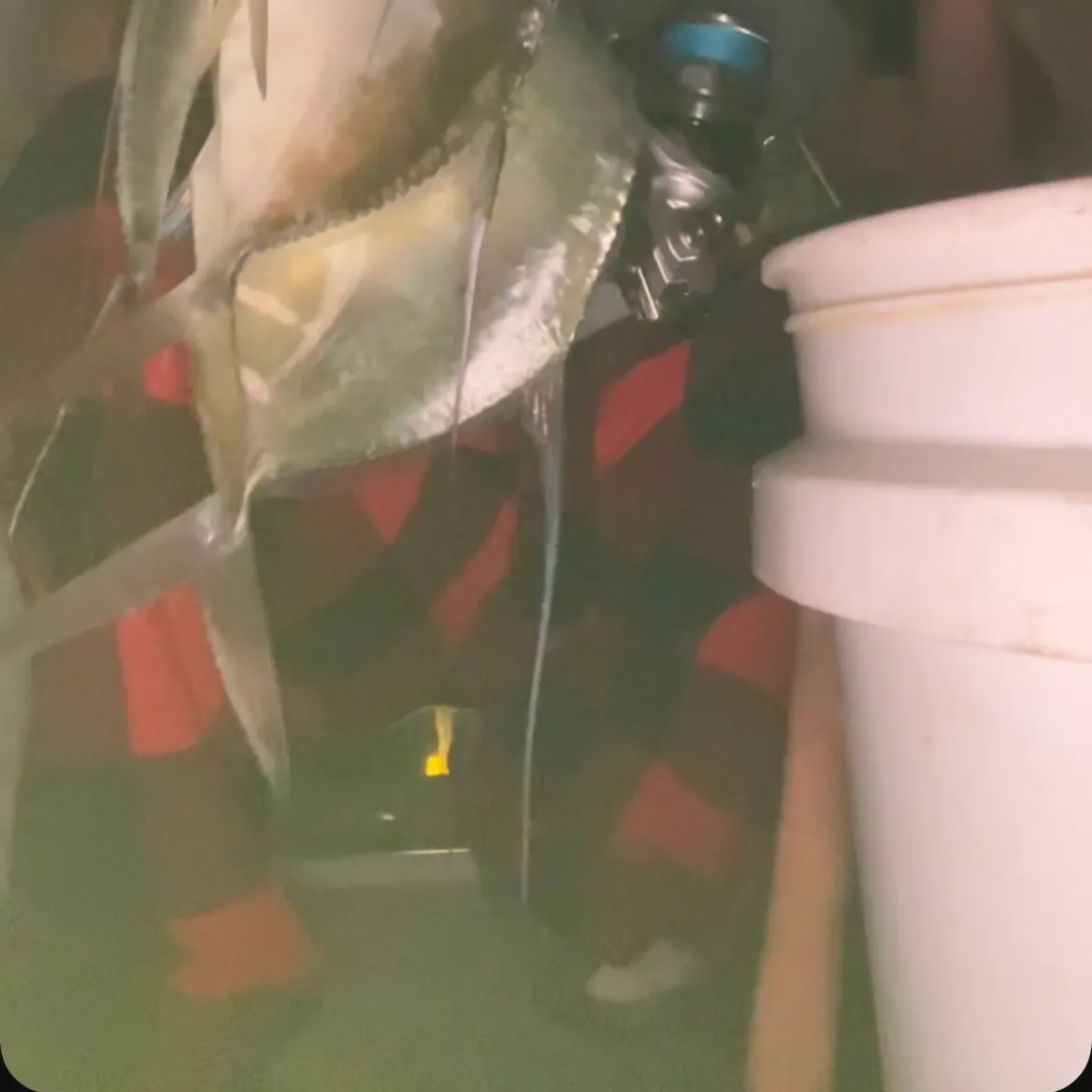 The most recent Lookdown catches on Fishbrain