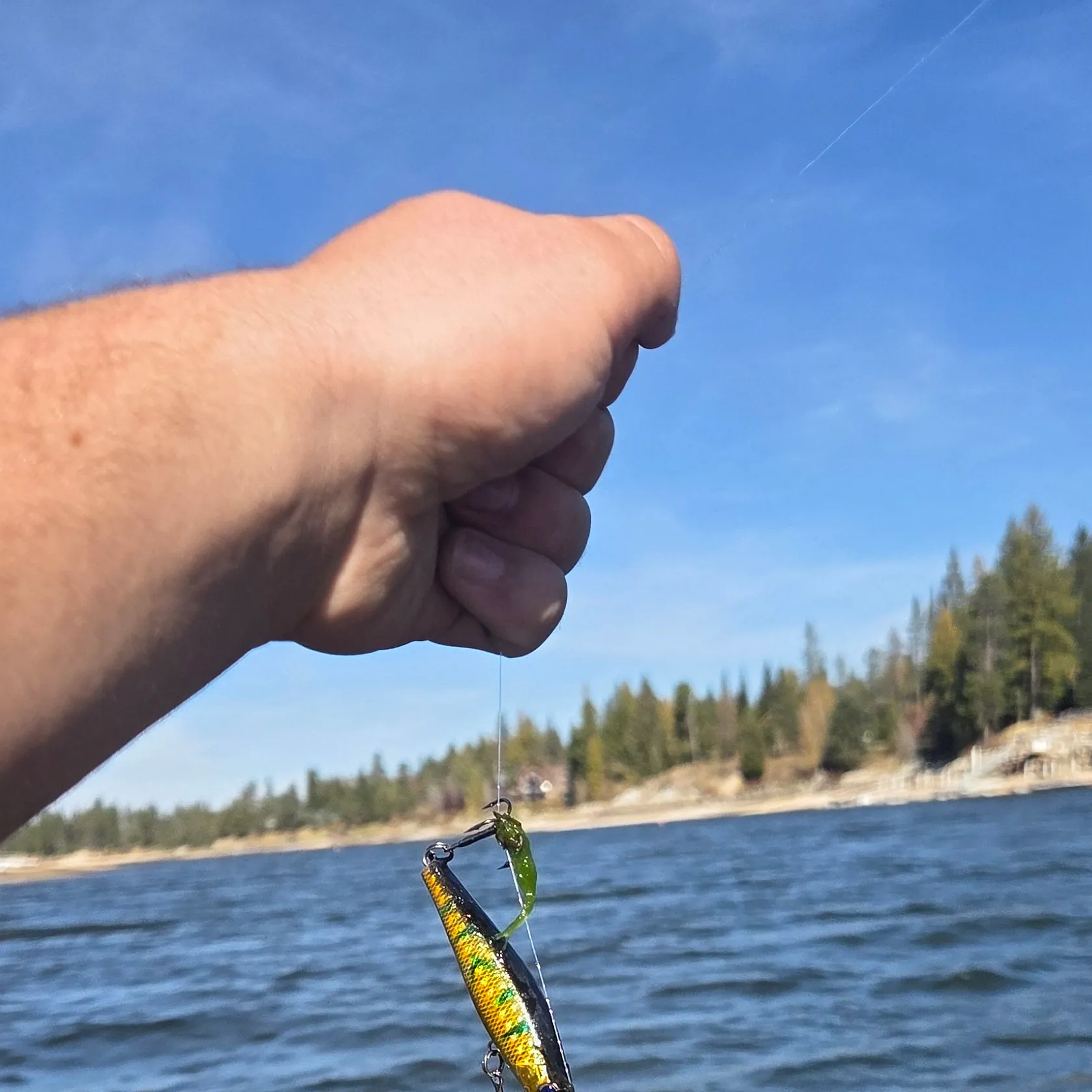 Yellow perch caught on Fishbrain